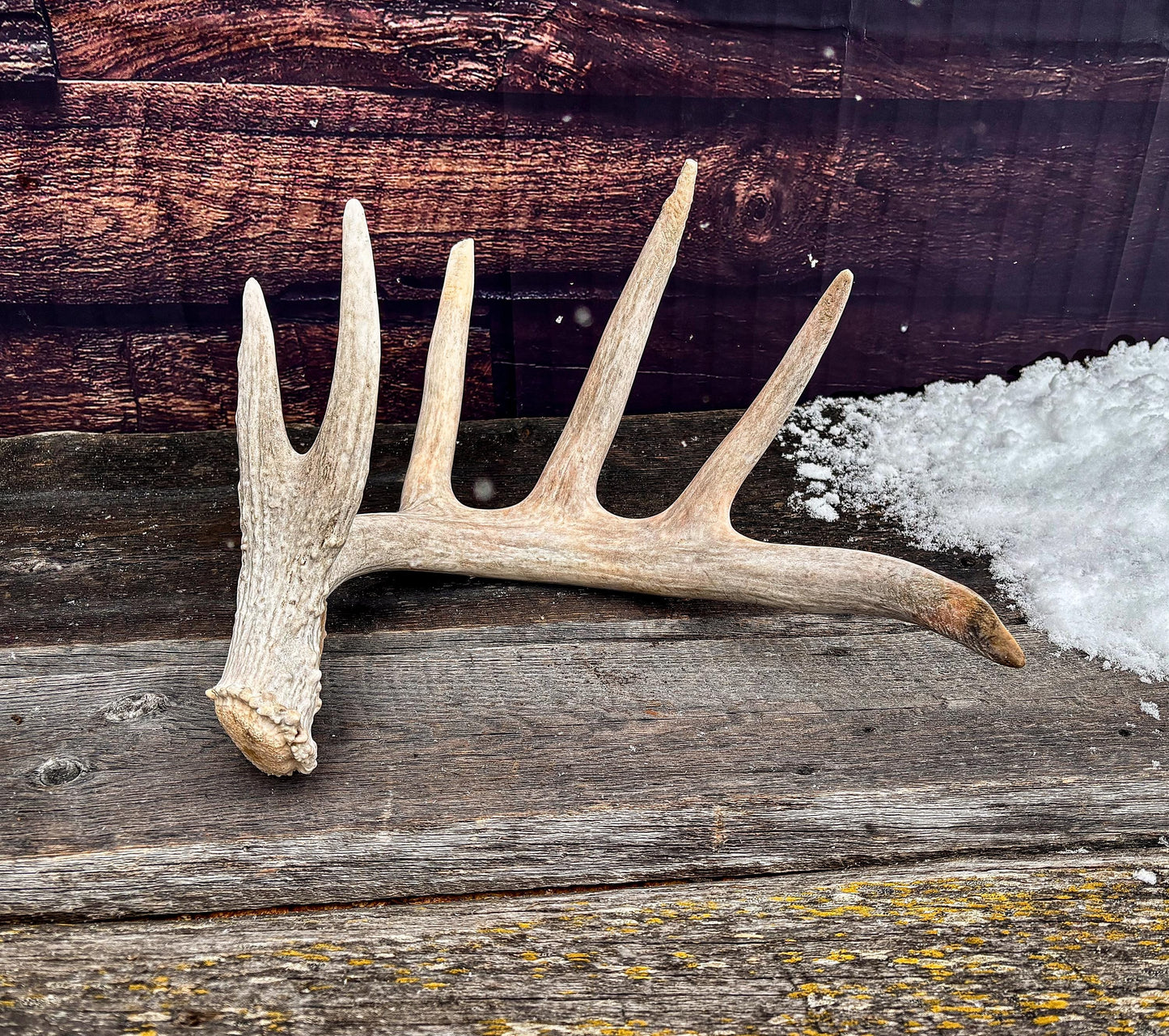 Large White-tailed deer Antler. Huge 6 point antler. Crafting, decor and more!