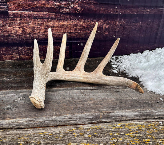 Large White-tailed deer Antler. Huge 6 point antler. Crafting, decor and more!