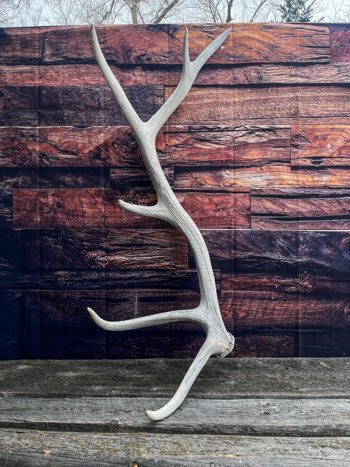 Wild Canadian Bull Elk Antler. Crafting & Home Decor, Table Centerpiece, and More.