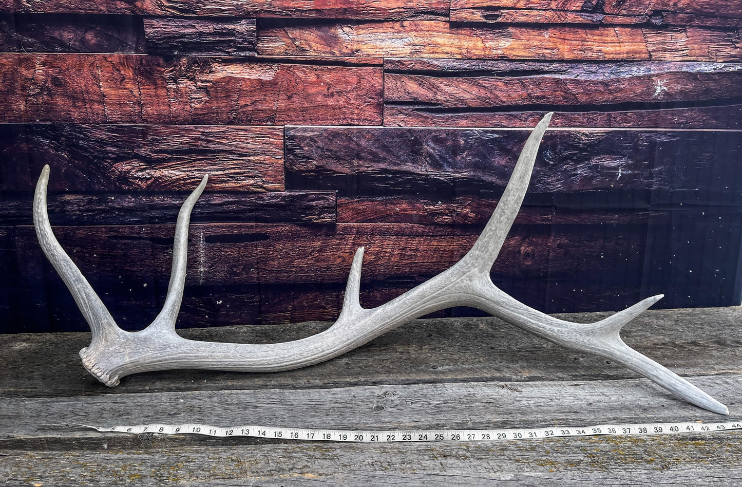 Wild Canadian Bull Elk Antler. Crafting & Home Decor, Table Centerpiece, and More.