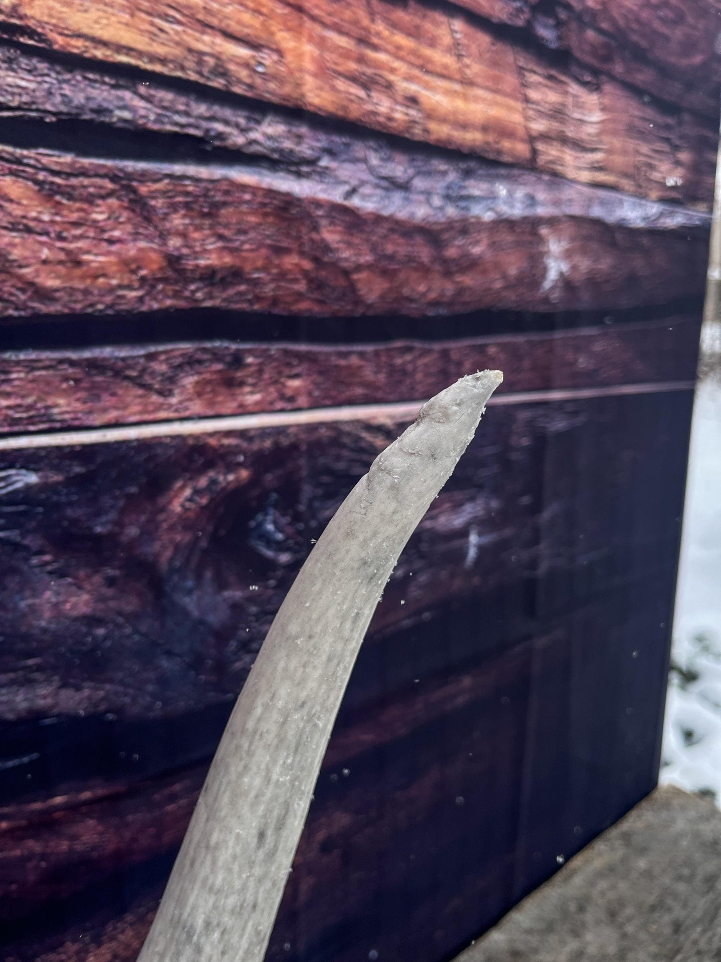 Wild Canadian Bull Elk Antler. Crafting & Home Decor, Table Centerpiece, and More.