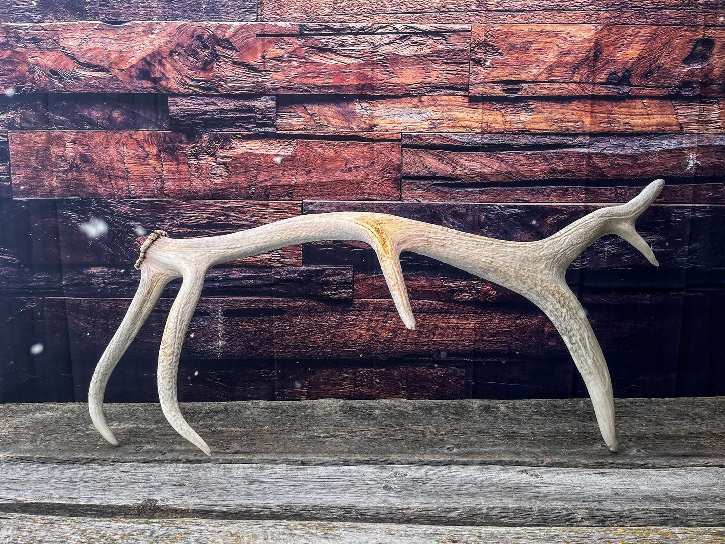 Wild Canadian Bull Elk Antler. Crafting & Home Decor, Table Centerpiece, and More.