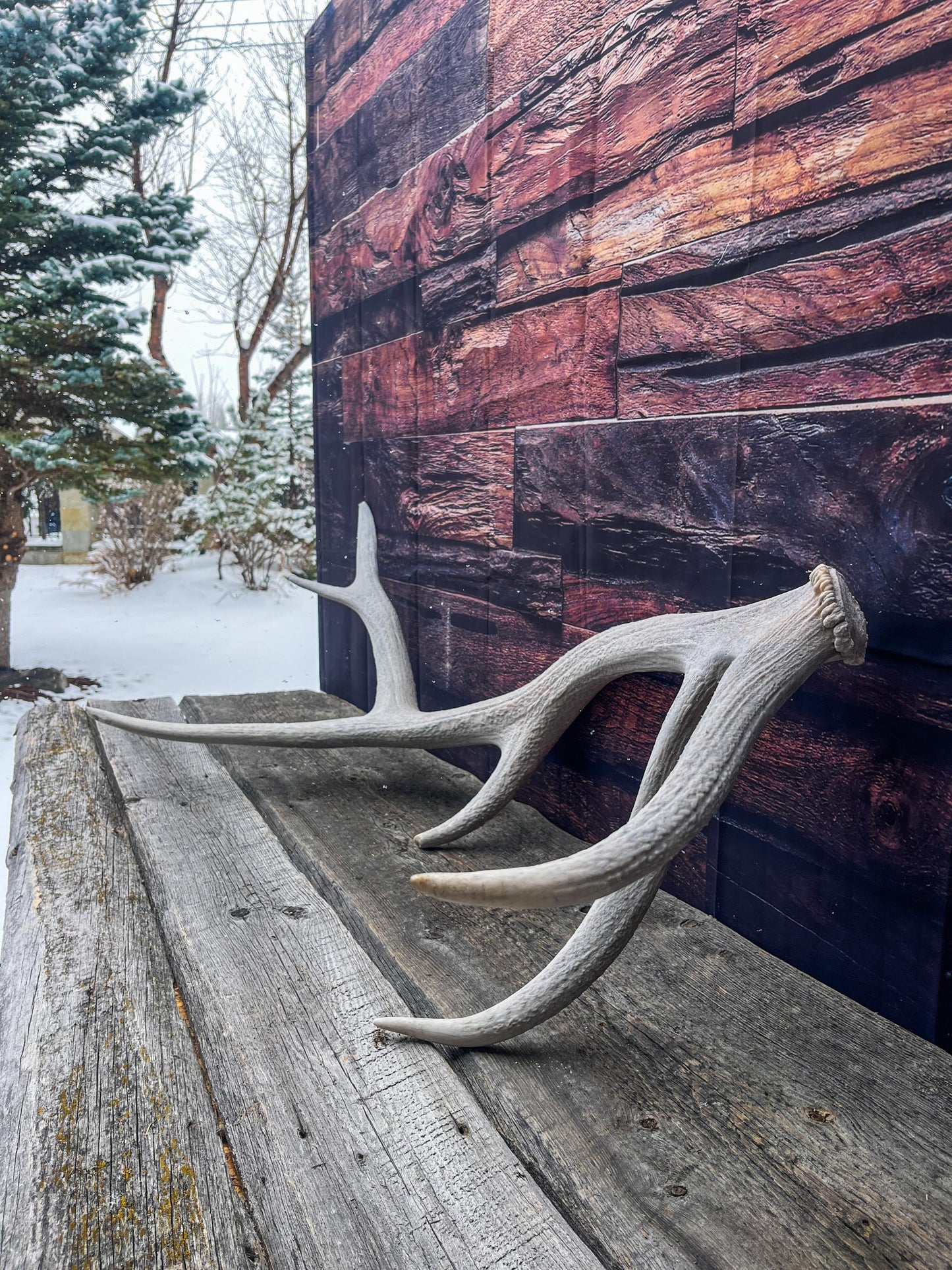 Wild Canadian Bull Elk Antler. Crafting & Home Decor, Table Centerpiece, and More.