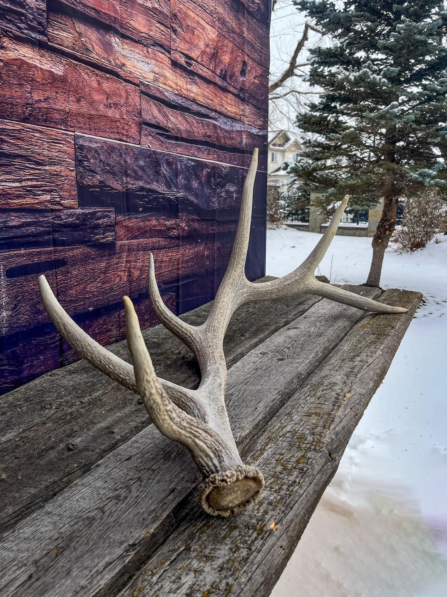 Wild Canadian Bull Elk Antler. Home Decor, Table Centerpiece, and More.