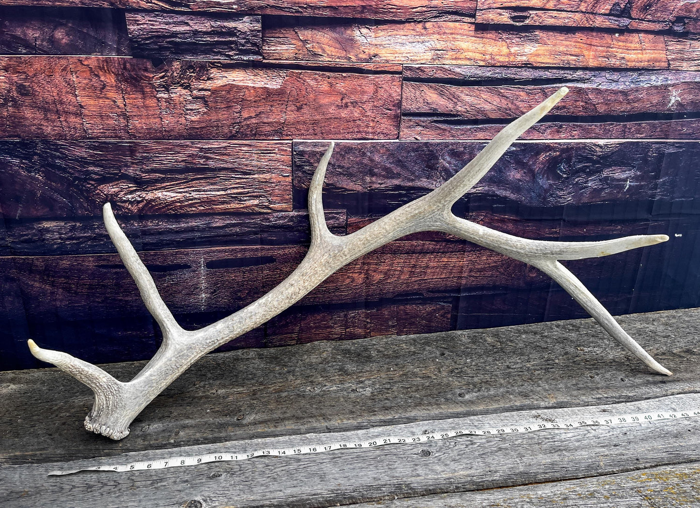 Wild Canadian Bull Elk Antler. Home Decor, Table Centerpiece, and More.