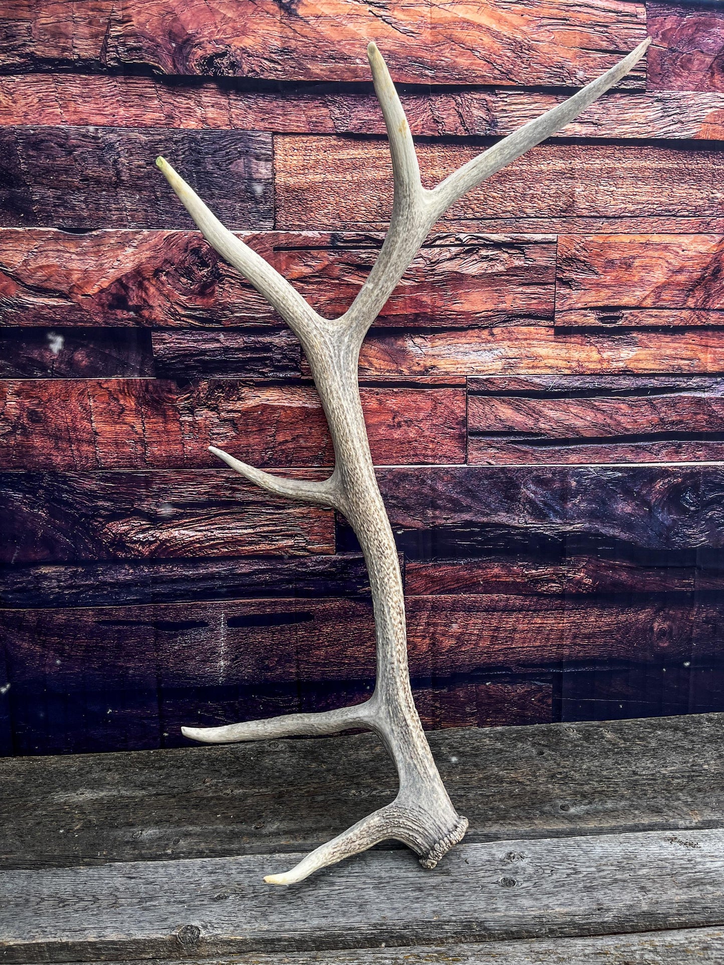 Wild Canadian Bull Elk Antler. Home Decor, Table Centerpiece, and More.