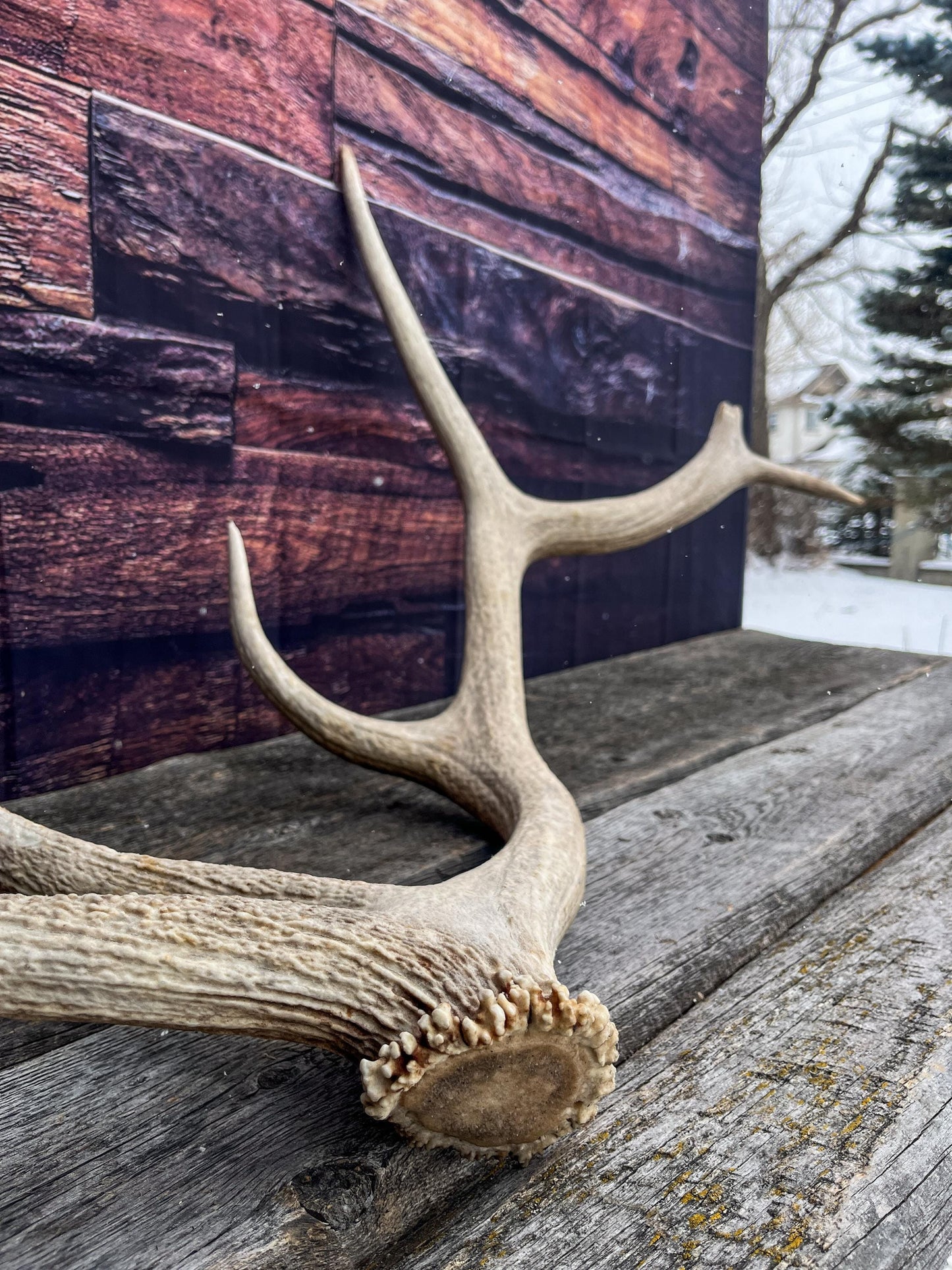 Antler from a Wild Canadian Bull Elk! Home and Cabin Decor, Crafting and Table Centerpiece.