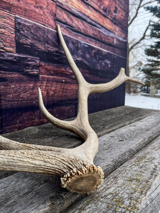 Antler from a Wild Canadian Bull Elk! Home and Cabin Decor, Crafting and Table Centerpiece.