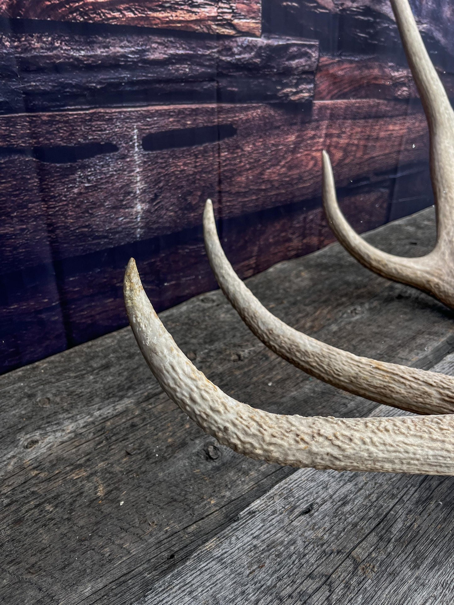 Antler from a Wild Canadian Bull Elk! Home and Cabin Decor, Crafting and Table Centerpiece.