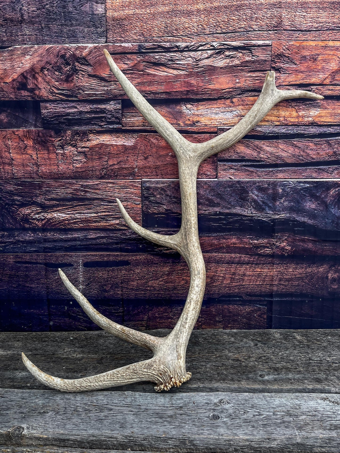 Antler from a Wild Canadian Bull Elk! Home and Cabin Decor, Crafting and Table Centerpiece.