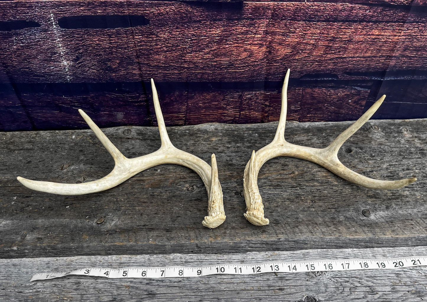 Antlers - Whitetail deer Matched Set. Wild, naturally shed antlers! Crafting, Farmhouse Decor and More!