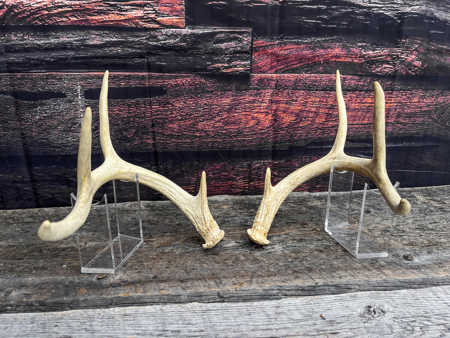 Antlers - Whitetail deer Matched Set. Wild, naturally shed antlers! Crafting, Farmhouse Decor and More!