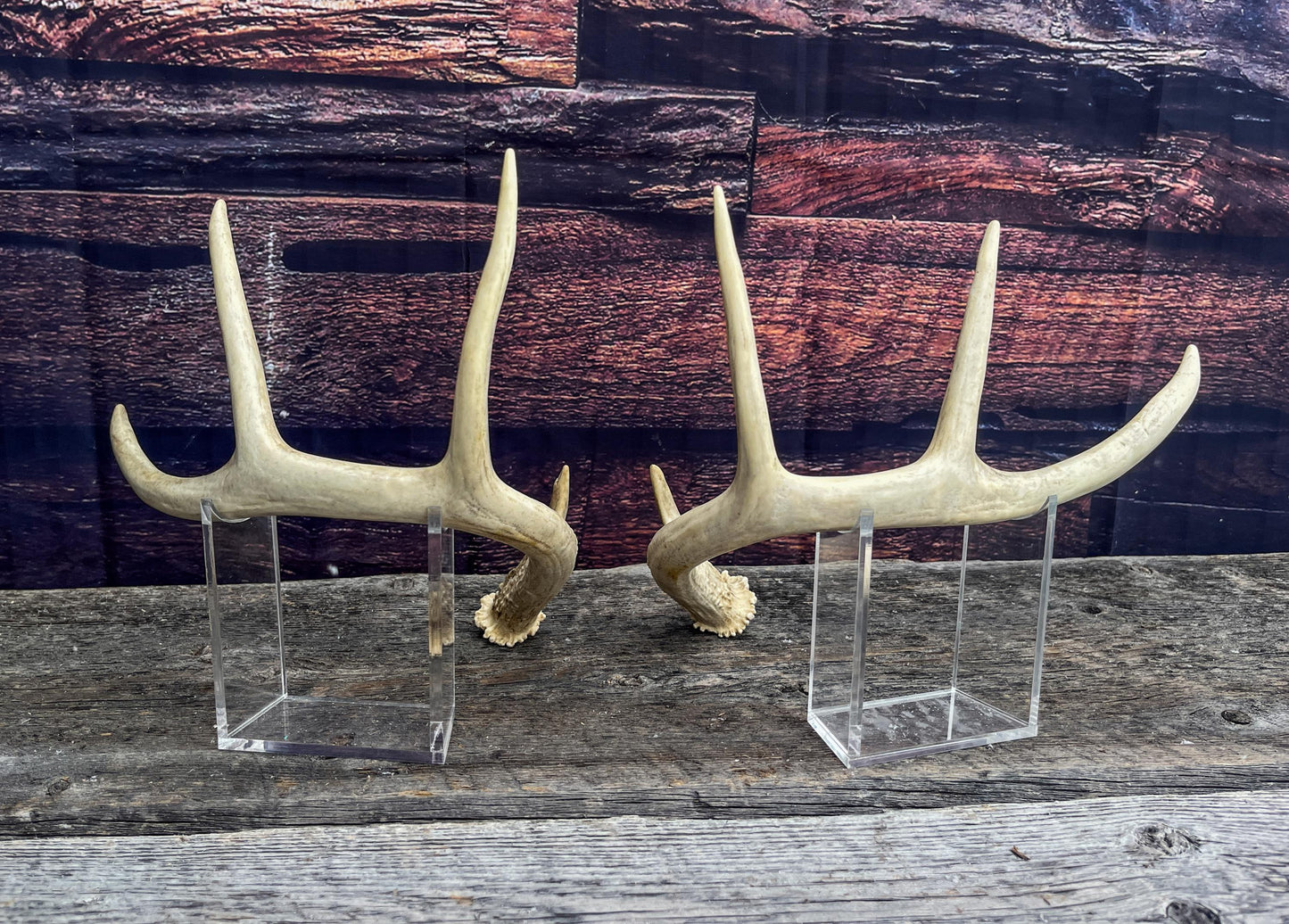 Antlers - Whitetail deer Matched Set. Wild, naturally shed antlers! Crafting, Farmhouse Decor and More!