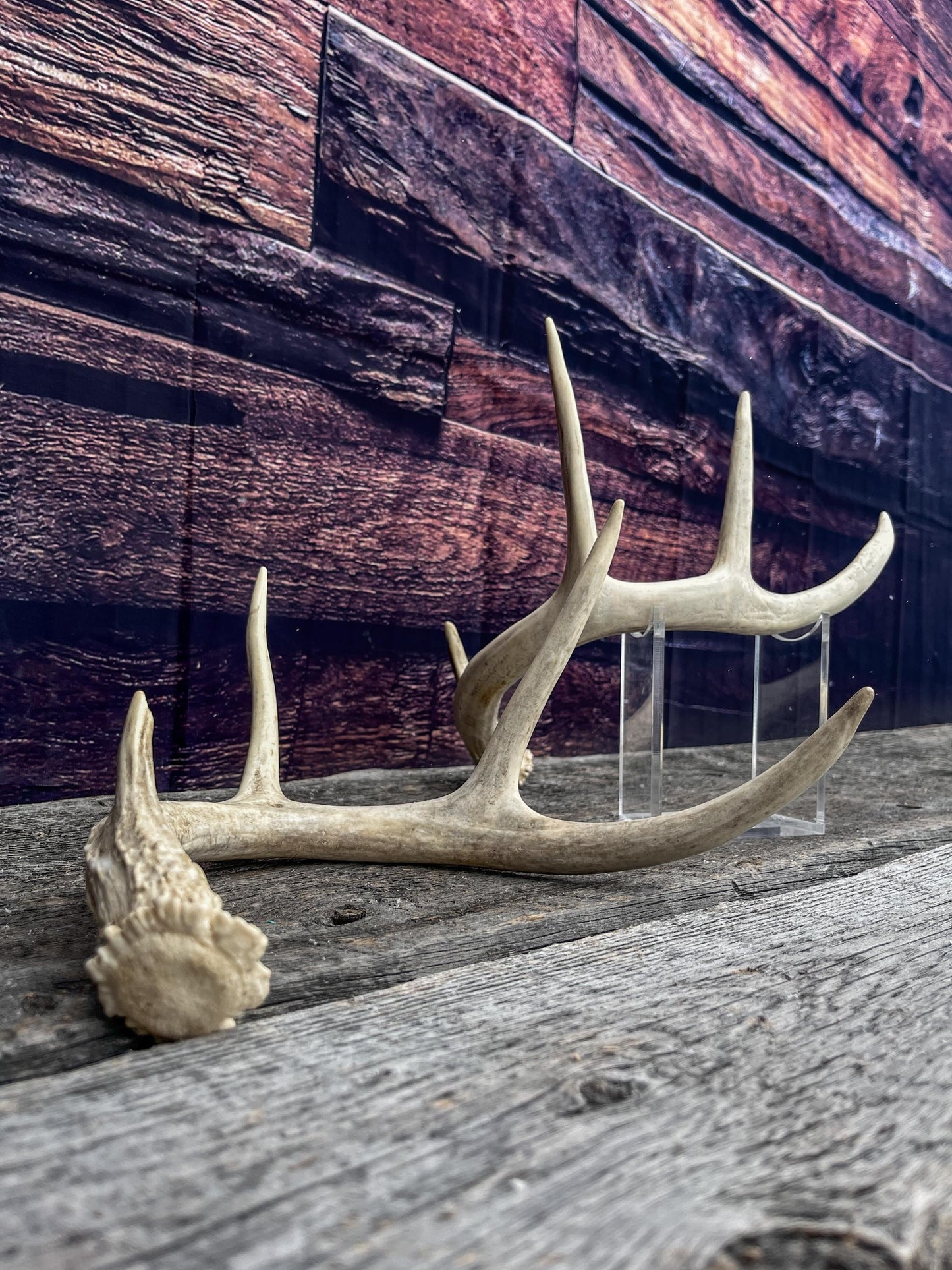 Antlers - Whitetail deer Matched Set. Wild, naturally shed antlers! Crafting, Farmhouse Decor and More!