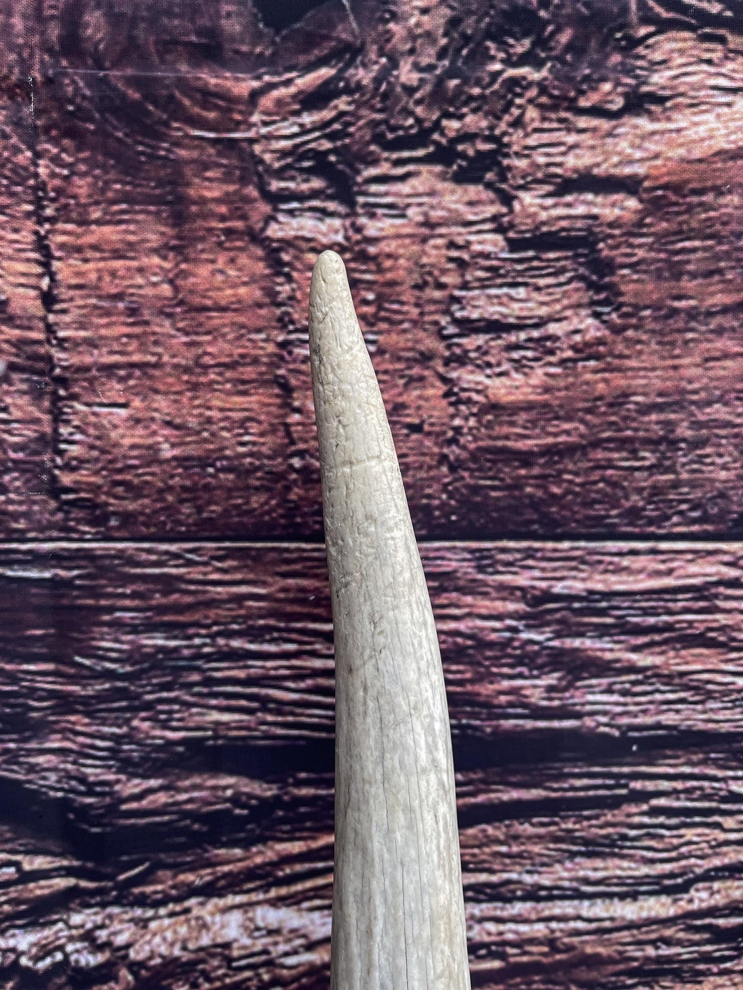 Wild Rocky Mountain Bull Elk Antler. Home Decor, Table Centerpiece, and More.