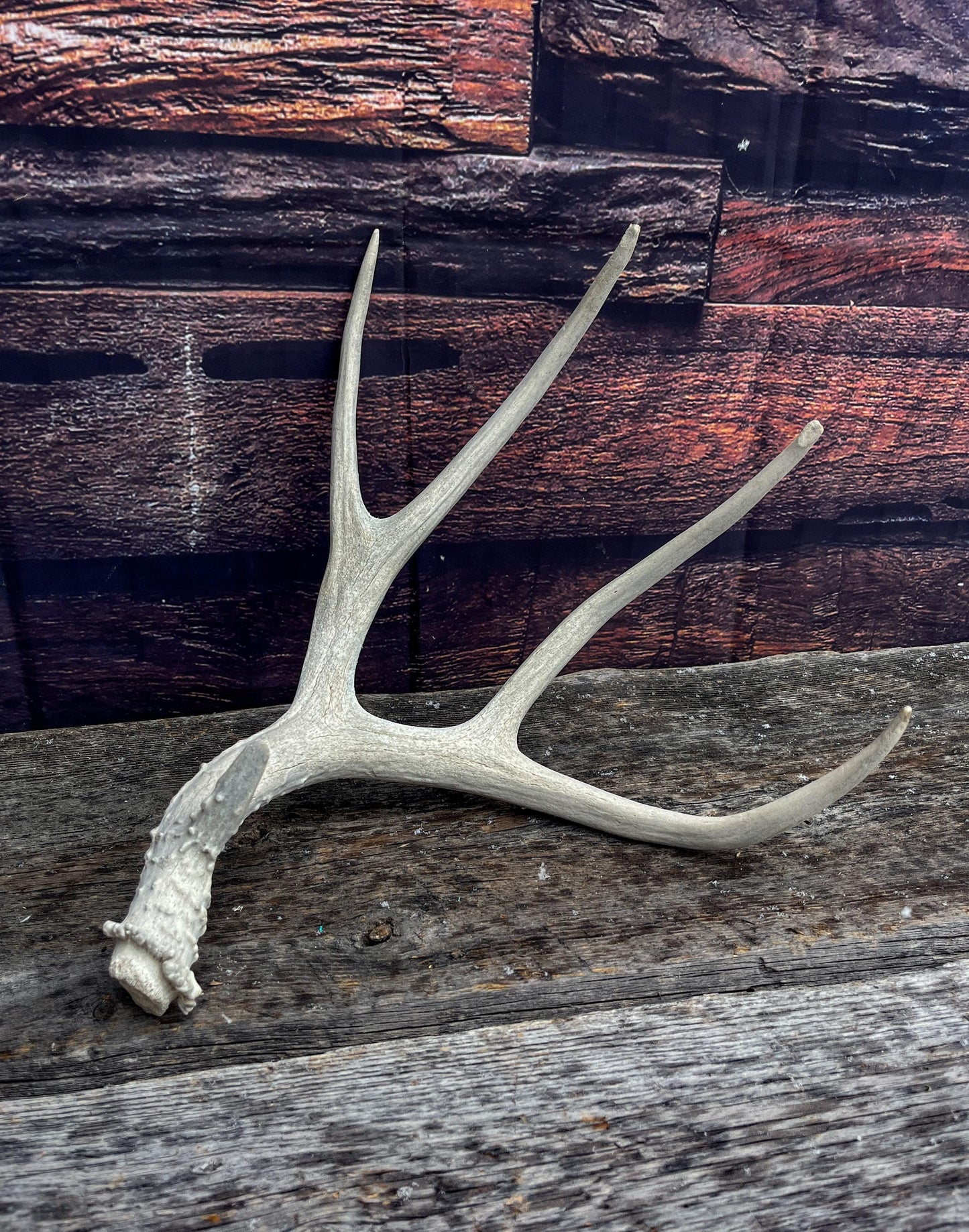 Mule Deer Antler. Decor piece, Table centrepiece, and More.