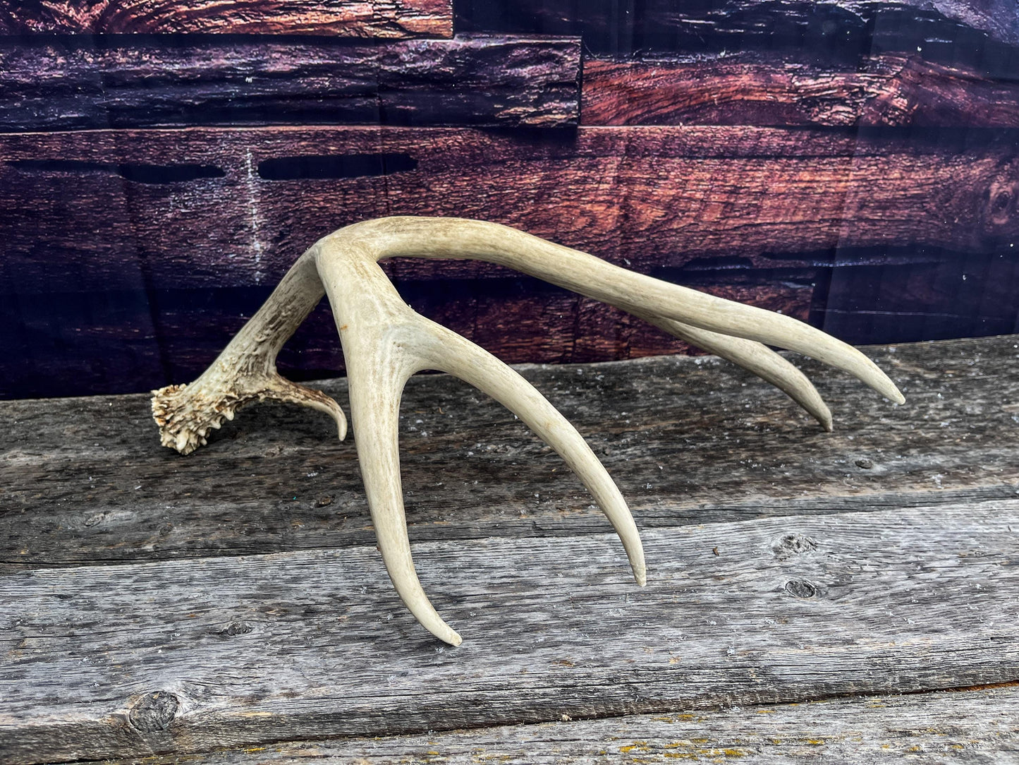 Canadian Mule Deer Antler. Very fresh find. Large. Sustainably Sourced Decor, Interior Design, Farmhouse and Crafting Piece.