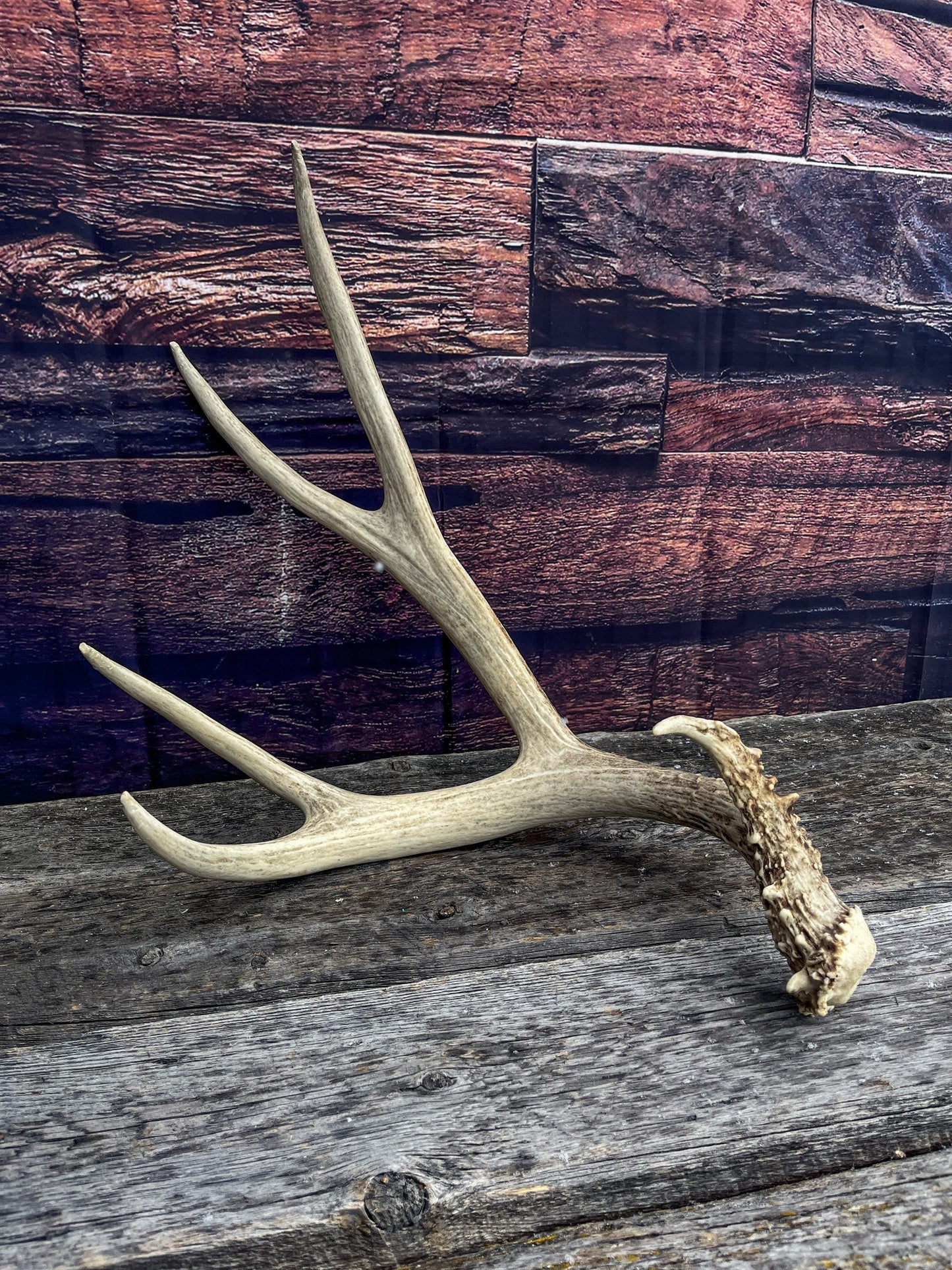 Canadian Mule Deer Antler. Very fresh find. Large. Sustainably Sourced Decor, Interior Design, Farmhouse and Crafting Piece.