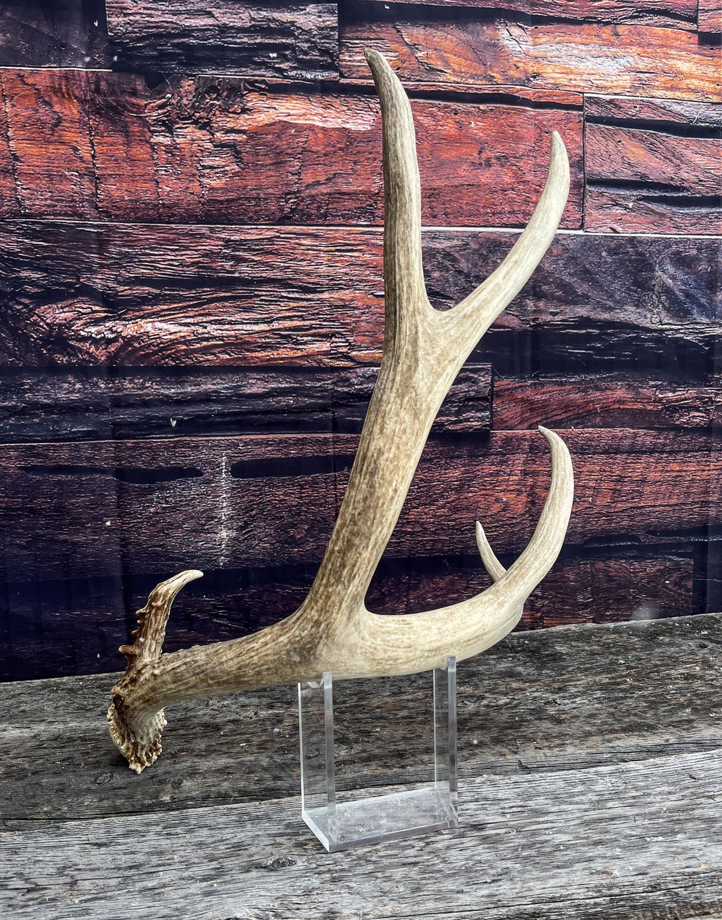 Canadian Mule Deer Antler. Very fresh find. Large. Sustainably Sourced Decor, Interior Design, Farmhouse and Crafting Piece.
