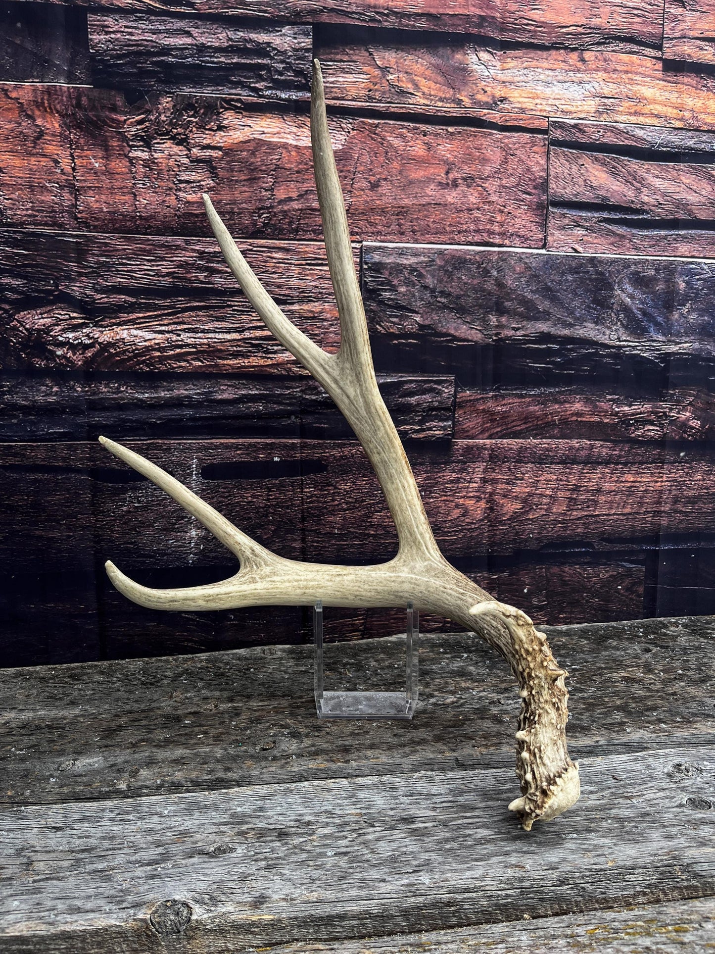 Canadian Mule Deer Antler. Very fresh find. Large. Sustainably Sourced Decor, Interior Design, Farmhouse and Crafting Piece.