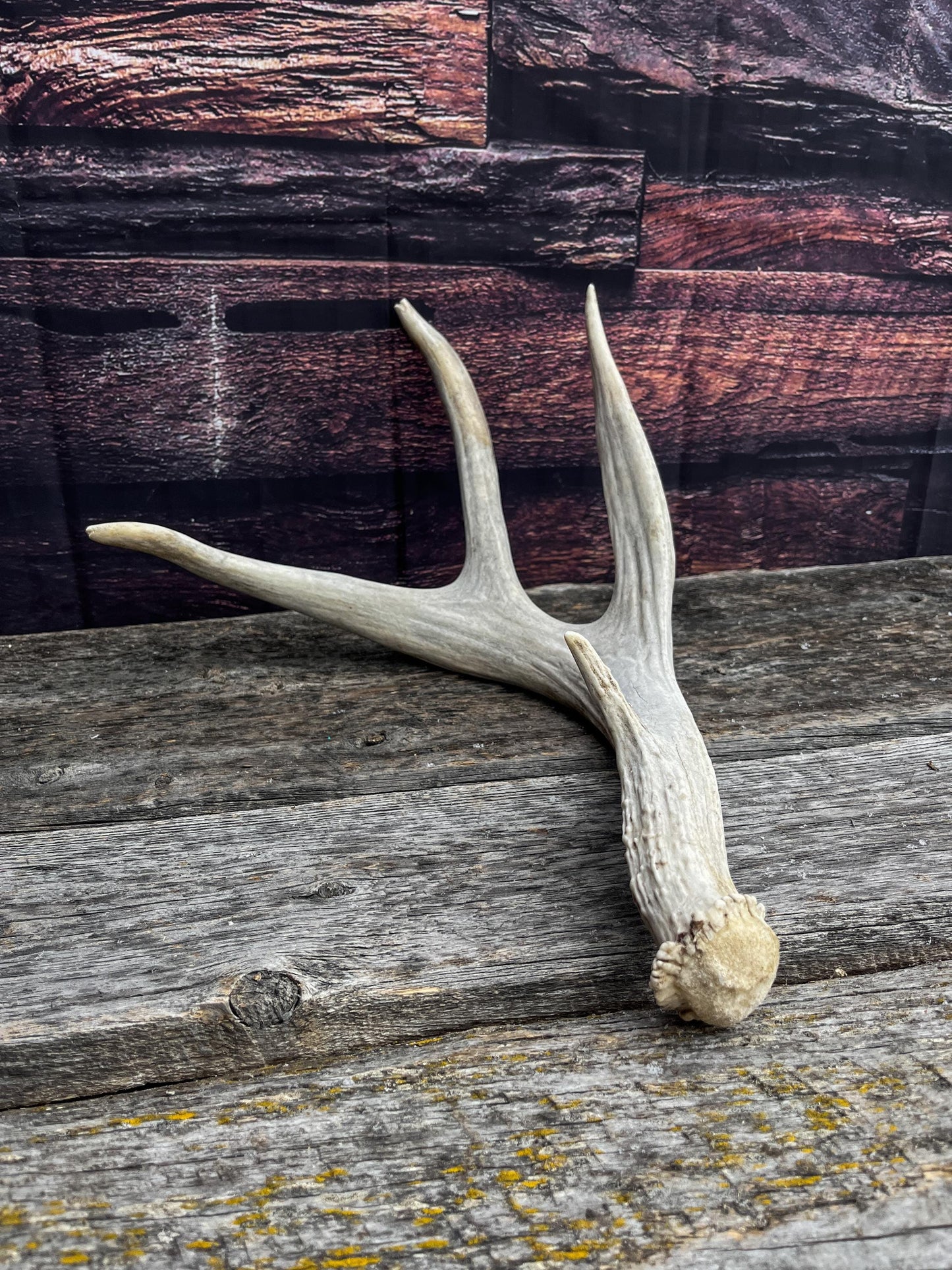 Unique Canadian Mule Deer Antler. Farmhouse Style Decor, Collector’s Antler, and More.