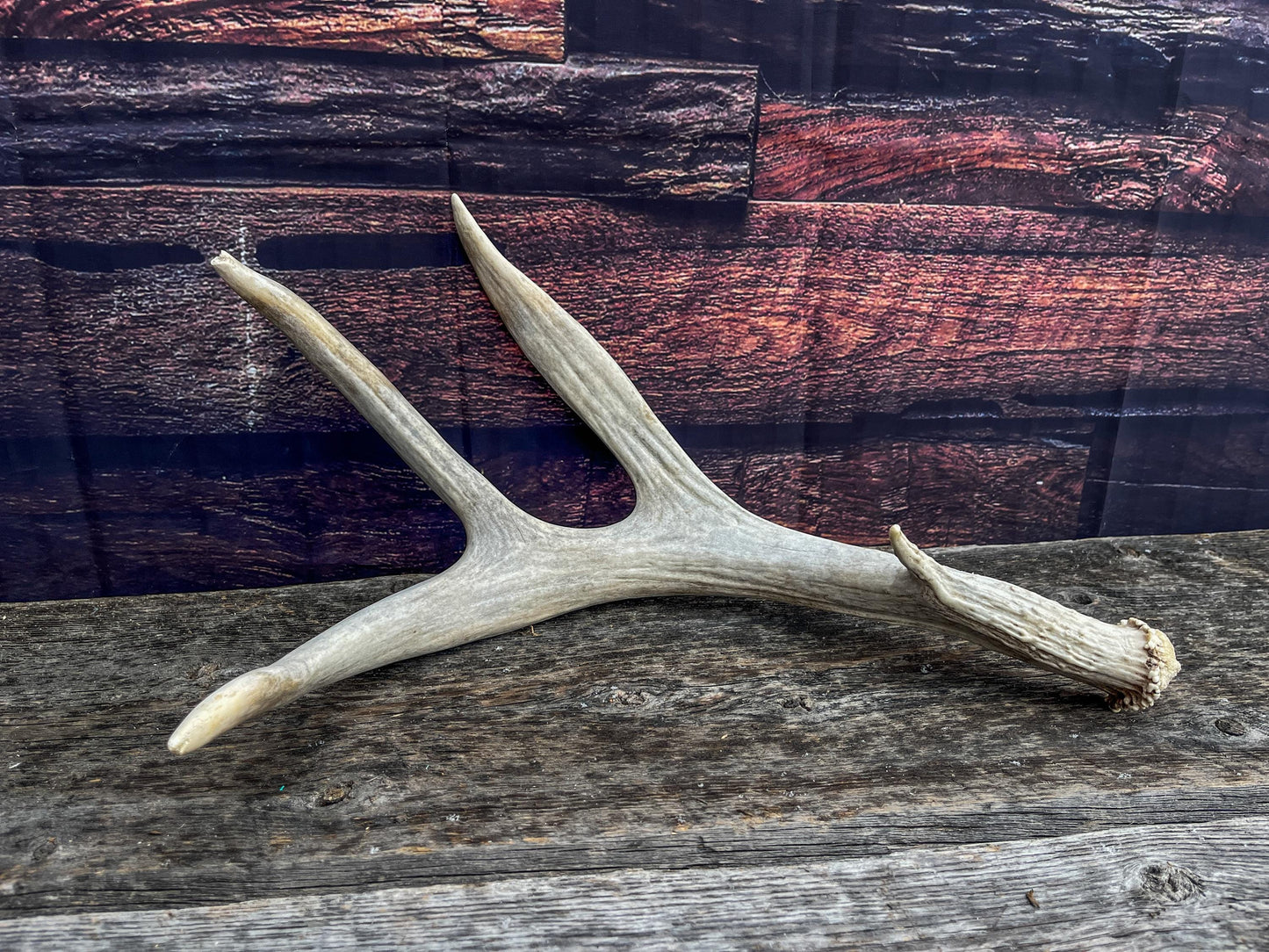 Unique Canadian Mule Deer Antler. Farmhouse Style Decor, Collector’s Antler, and More.
