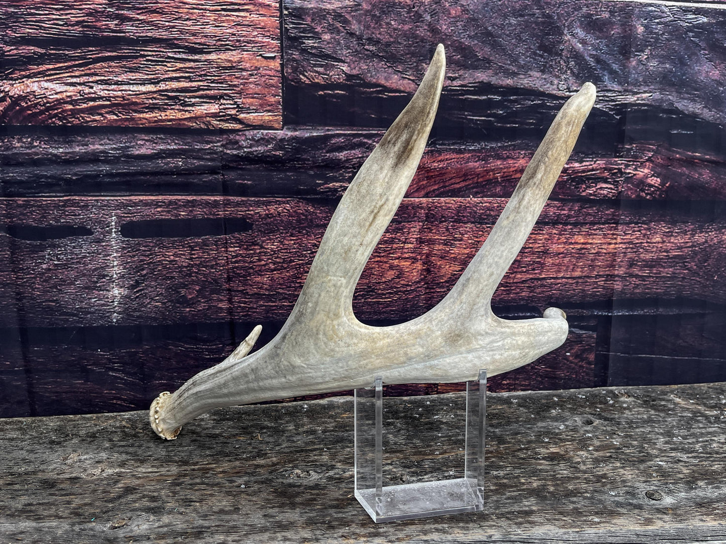 Unique Canadian Mule Deer Antler. Farmhouse Style Decor, Collector’s Antler, and More.