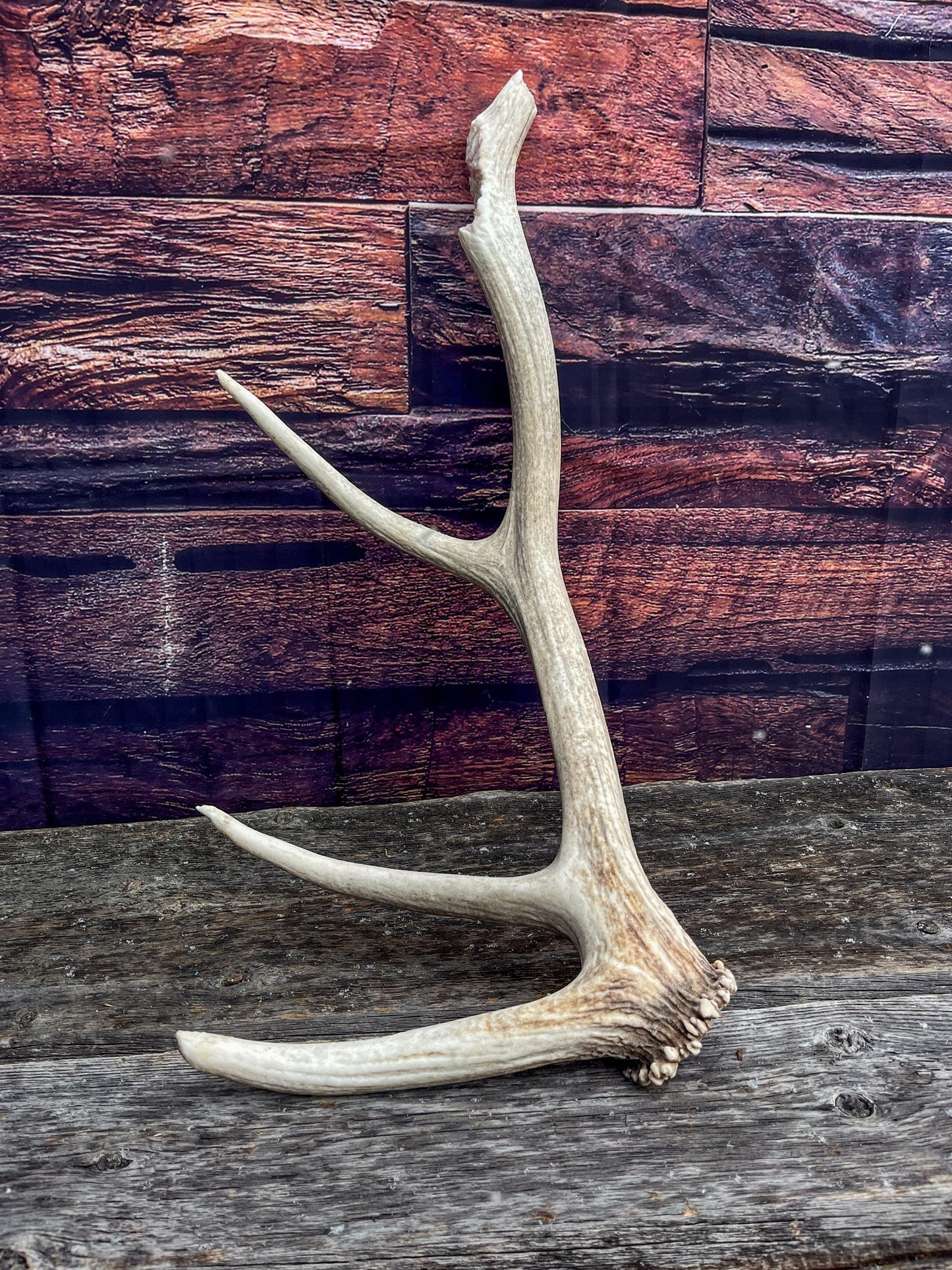 Rustic Antler from a Wild Canadian Bull Elk! Home and Cabin Decor, Crafting and Table Centerpiece.