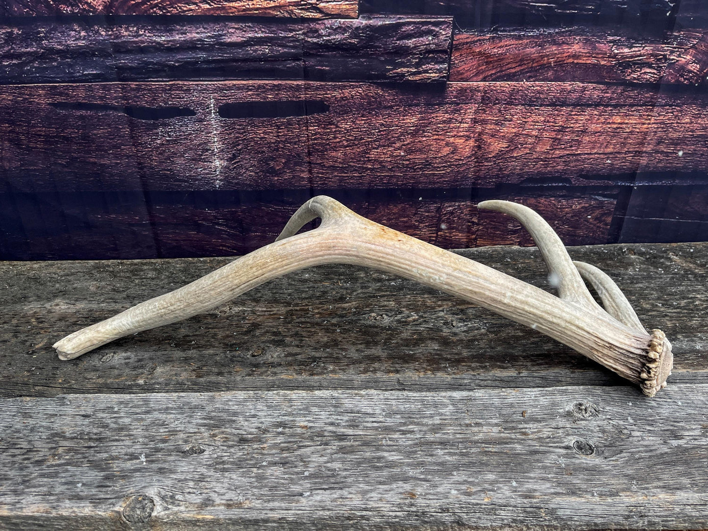 Rustic Antler from a Wild Canadian Bull Elk! Home and Cabin Decor, Crafting and Table Centerpiece.