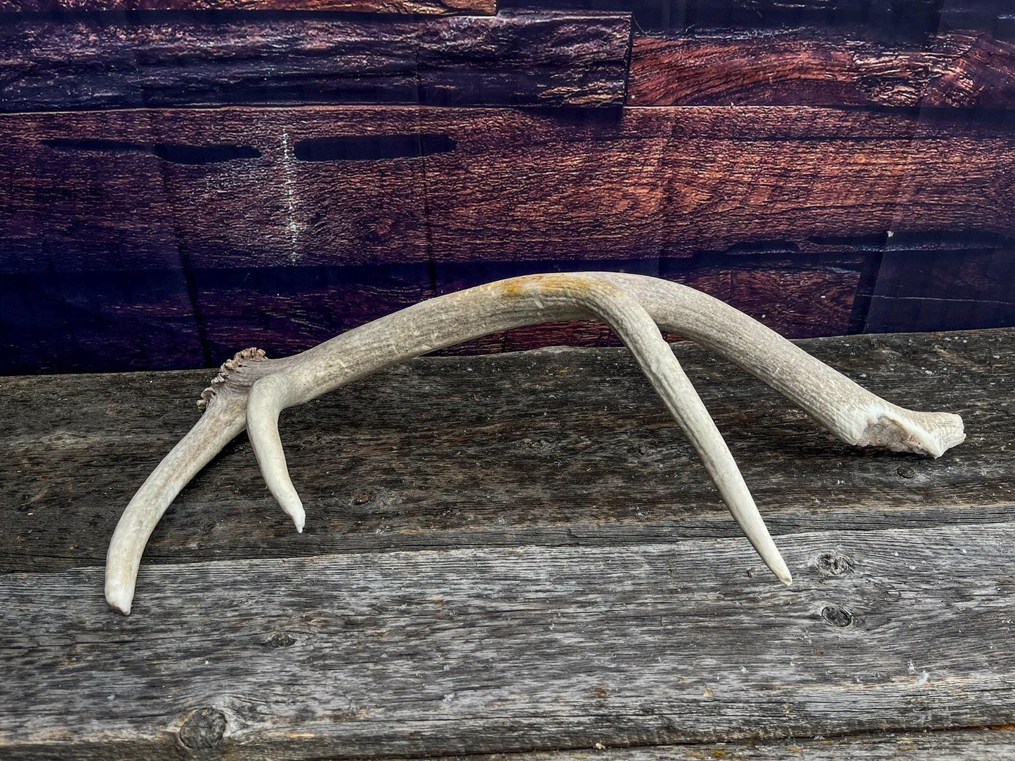 Rustic Antler from a Wild Canadian Bull Elk! Home and Cabin Decor, Crafting and Table Centerpiece.