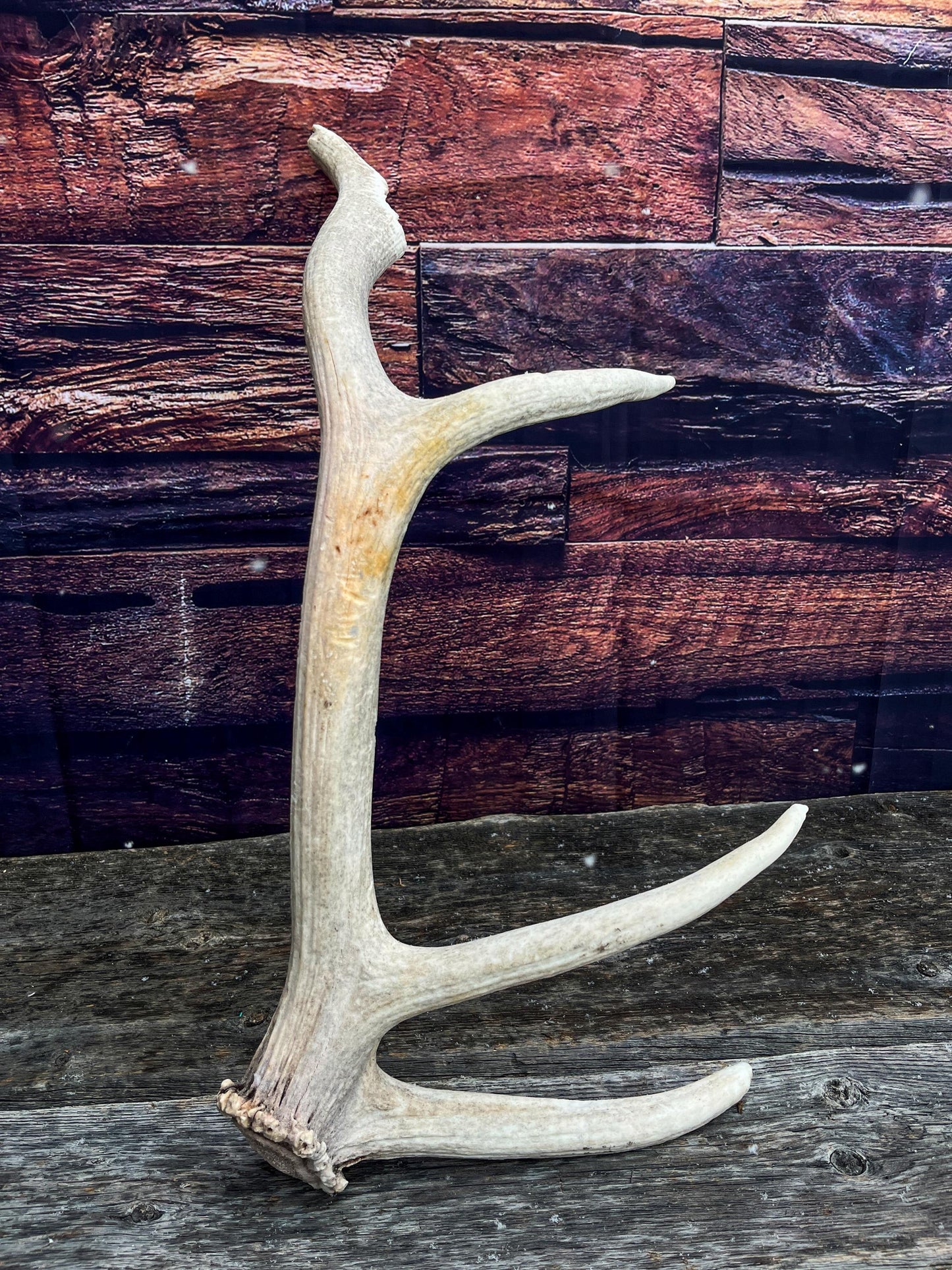 Rustic Antler from a Wild Canadian Bull Elk! Home and Cabin Decor, Crafting and Table Centerpiece.