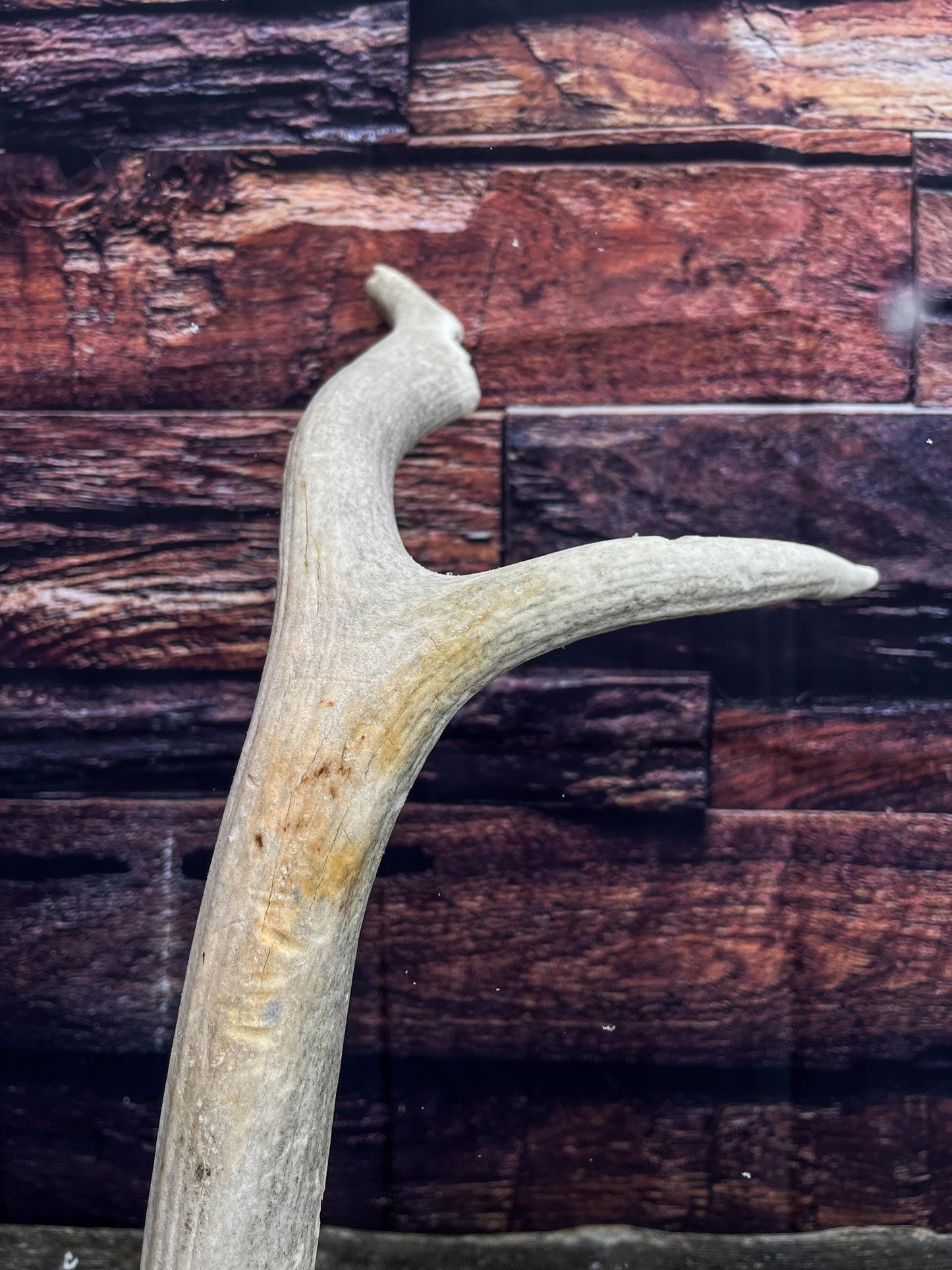 Rustic Antler from a Wild Canadian Bull Elk! Home and Cabin Decor, Crafting and Table Centerpiece.
