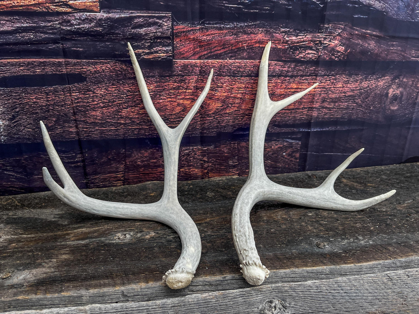 Matching Set of Mule Deer Antlers. Antlers. Mule Deer. Canadian Deer Antler.