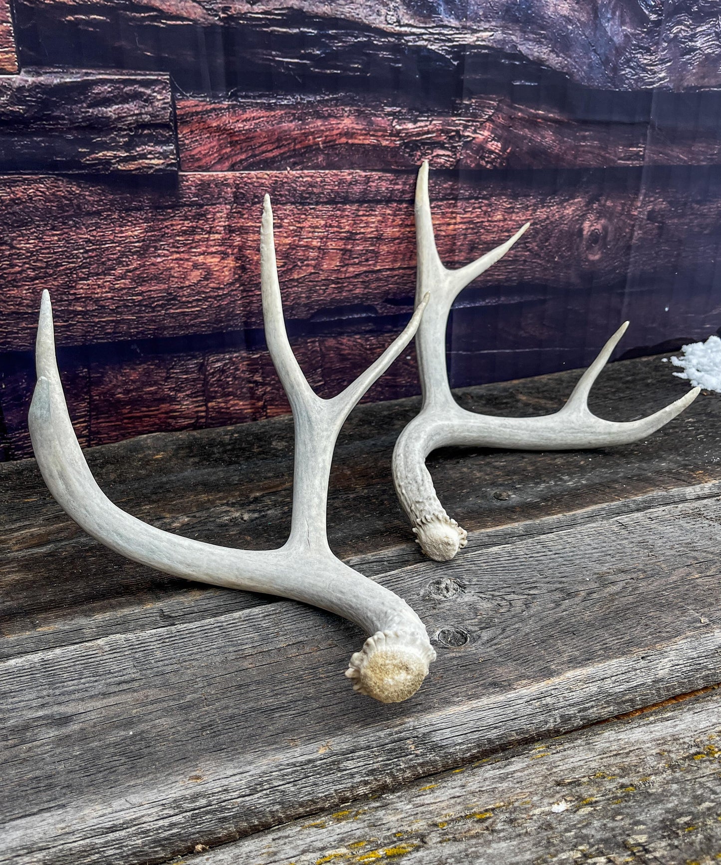 Matching Set of Mule Deer Antlers. Antlers. Mule Deer. Canadian Deer Antler.