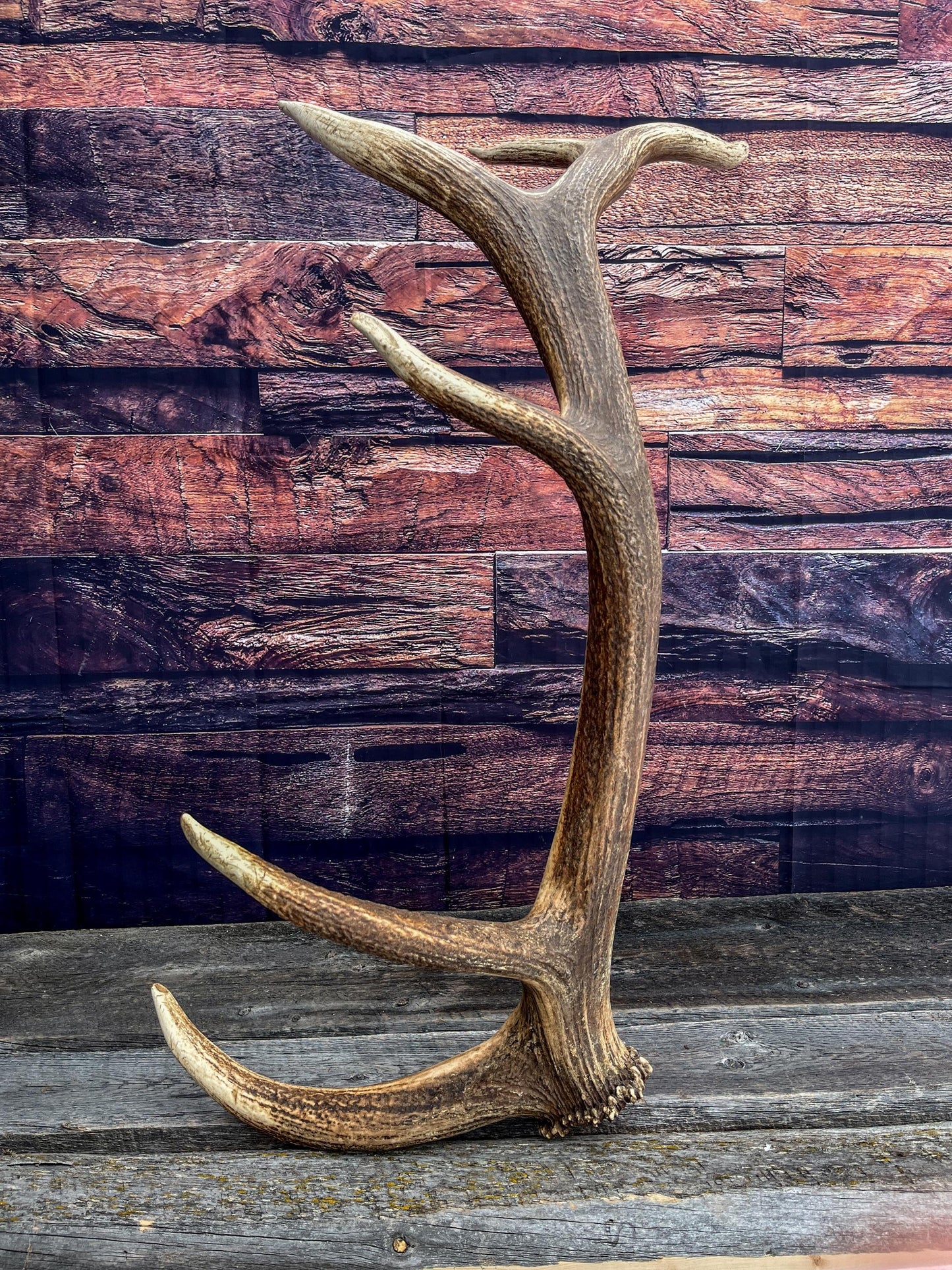 Elk Antler. X-Large, Very Fresh Elk Shed for Crafting, Home Decor, and More.
