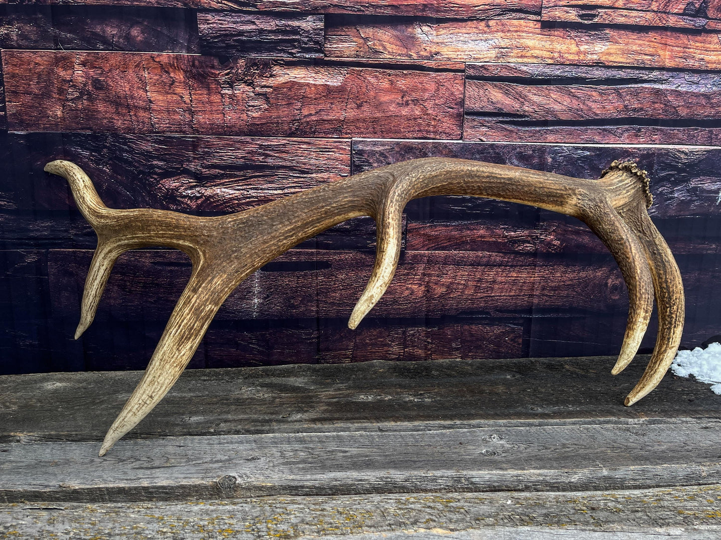 Elk Antler. X-Large, Very Fresh Elk Shed for Crafting, Home Decor, and More.