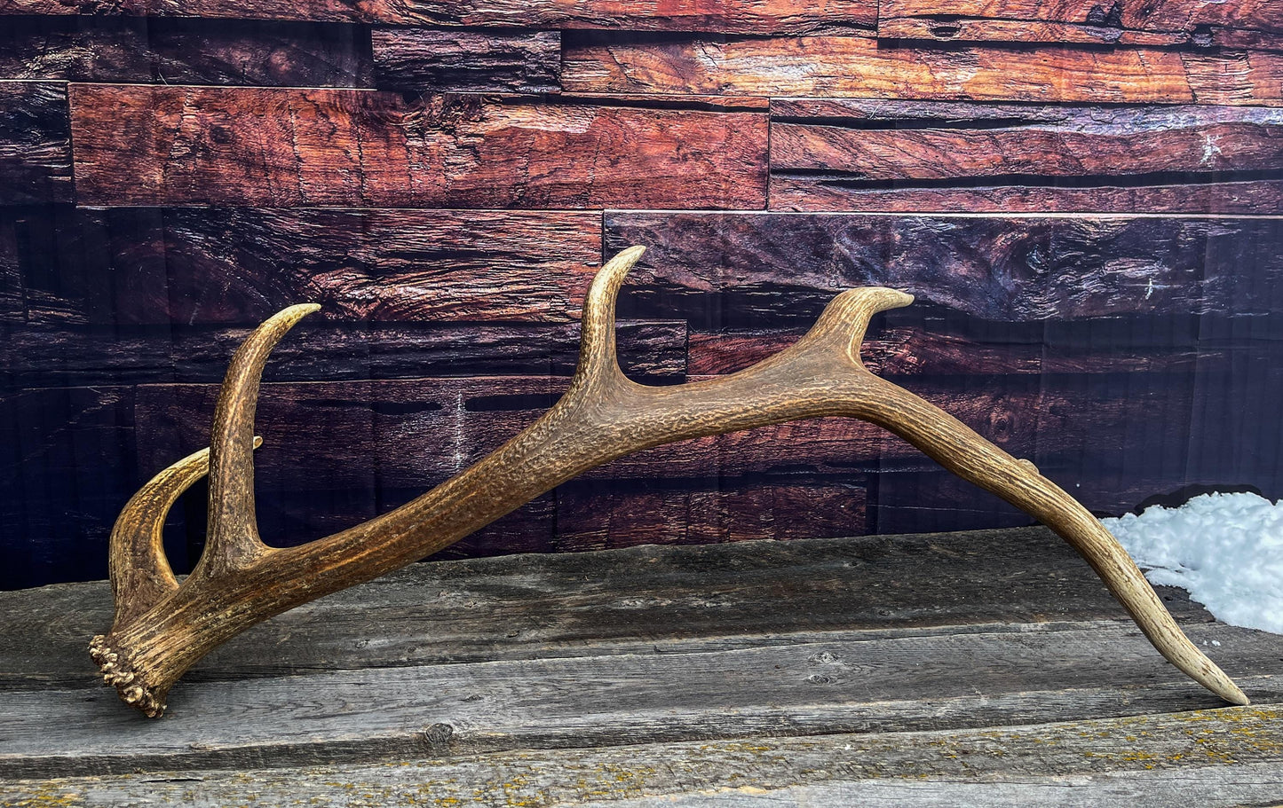 Elk Antler. X-Large, Very Fresh Elk Shed for Crafting, Home Decor, and More.