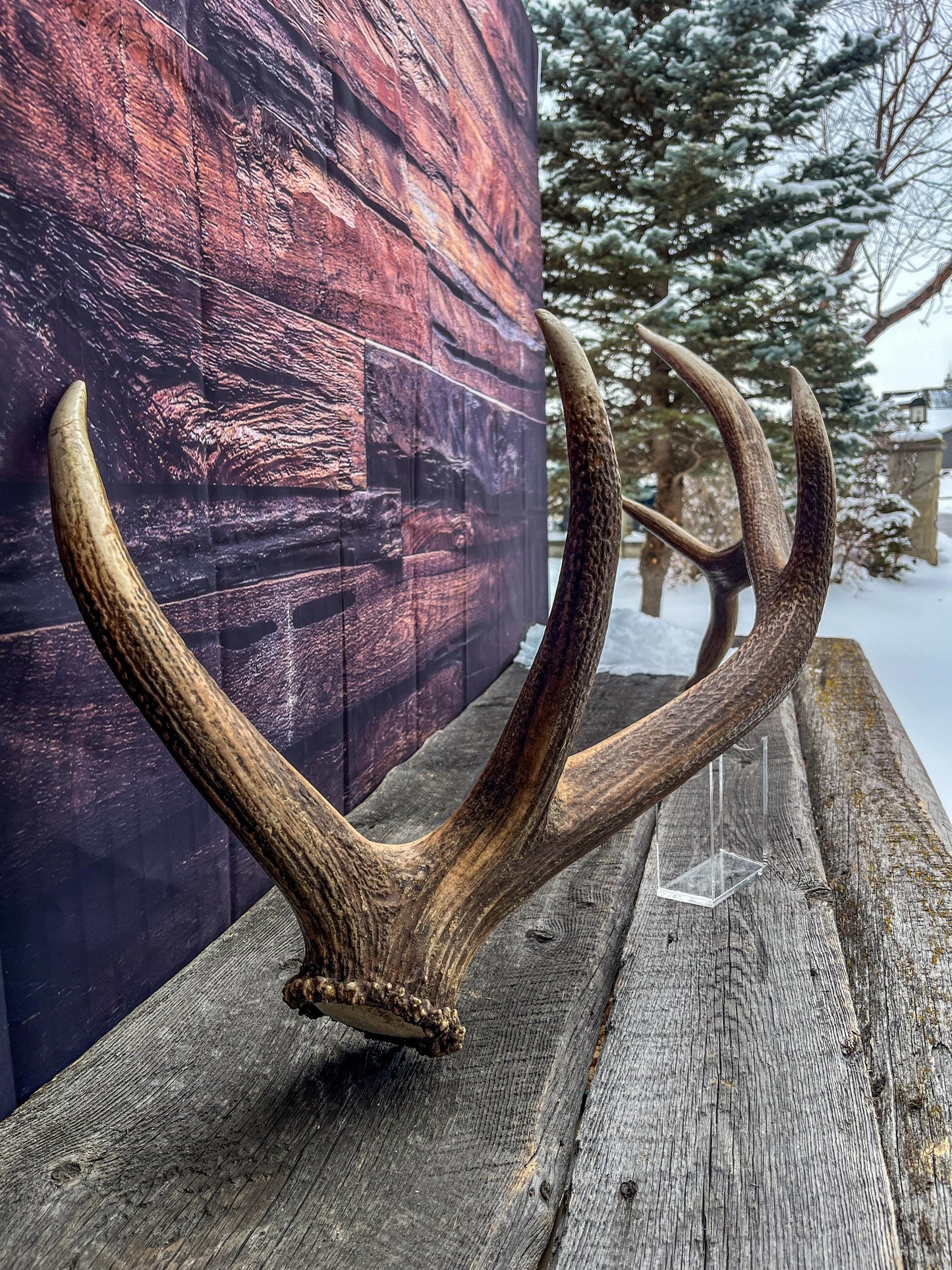 Elk Antler. X-Large, Very Fresh Elk Shed for Crafting, Home Decor, and More.