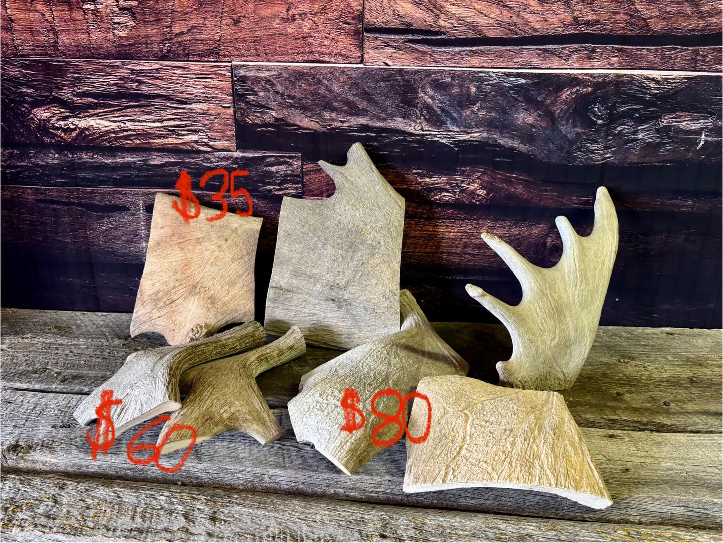 XXL Moose Antler dog treats - Grade B. 100% Sustainable, Naturally Shed.