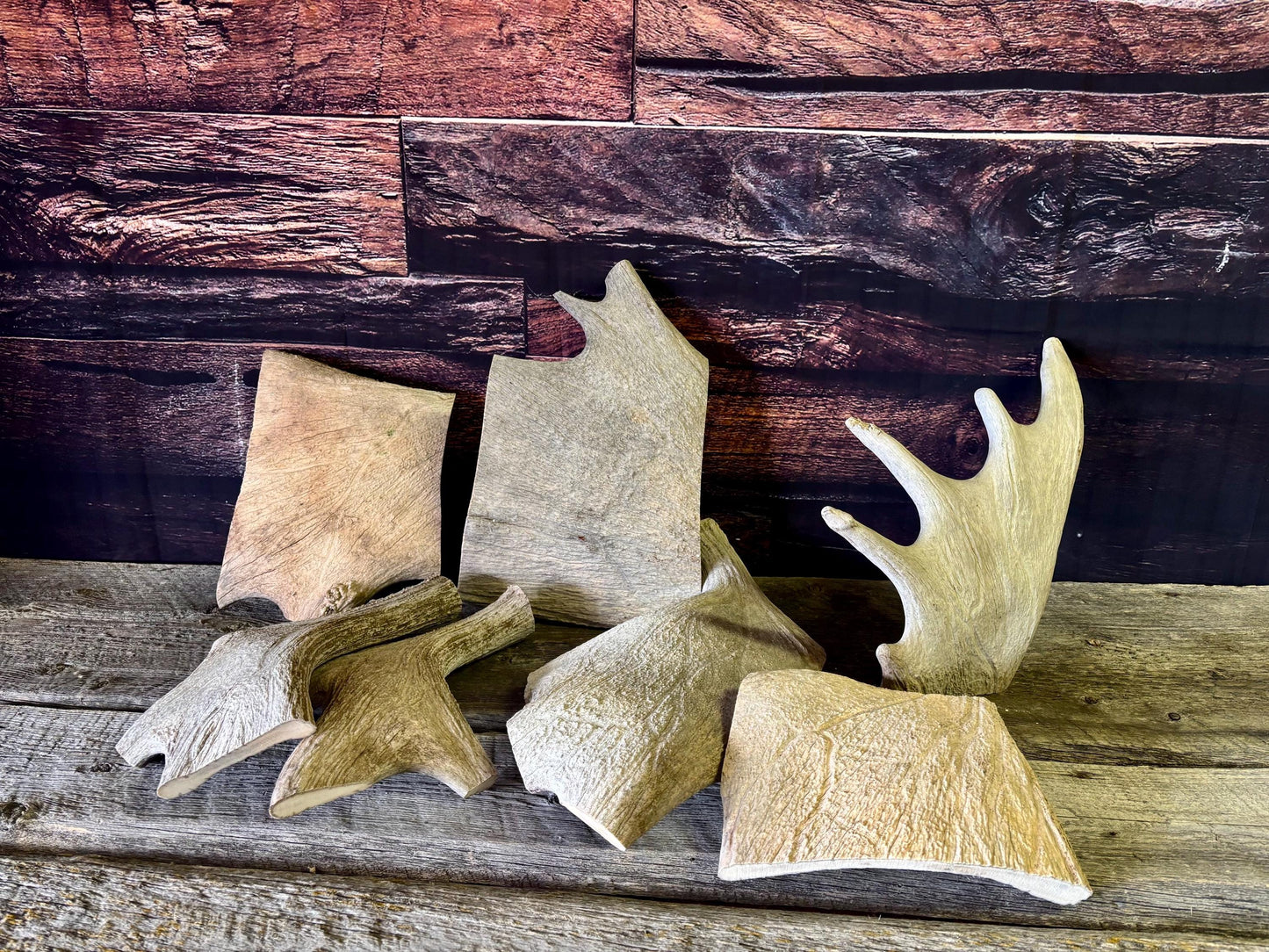XXL Moose Antler dog treats - Grade B. 100% Sustainable, Naturally Shed.