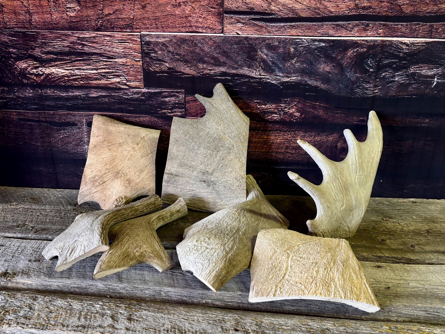 XXL Moose Antler dog treats - Grade B. 100% Sustainable, Naturally Shed.