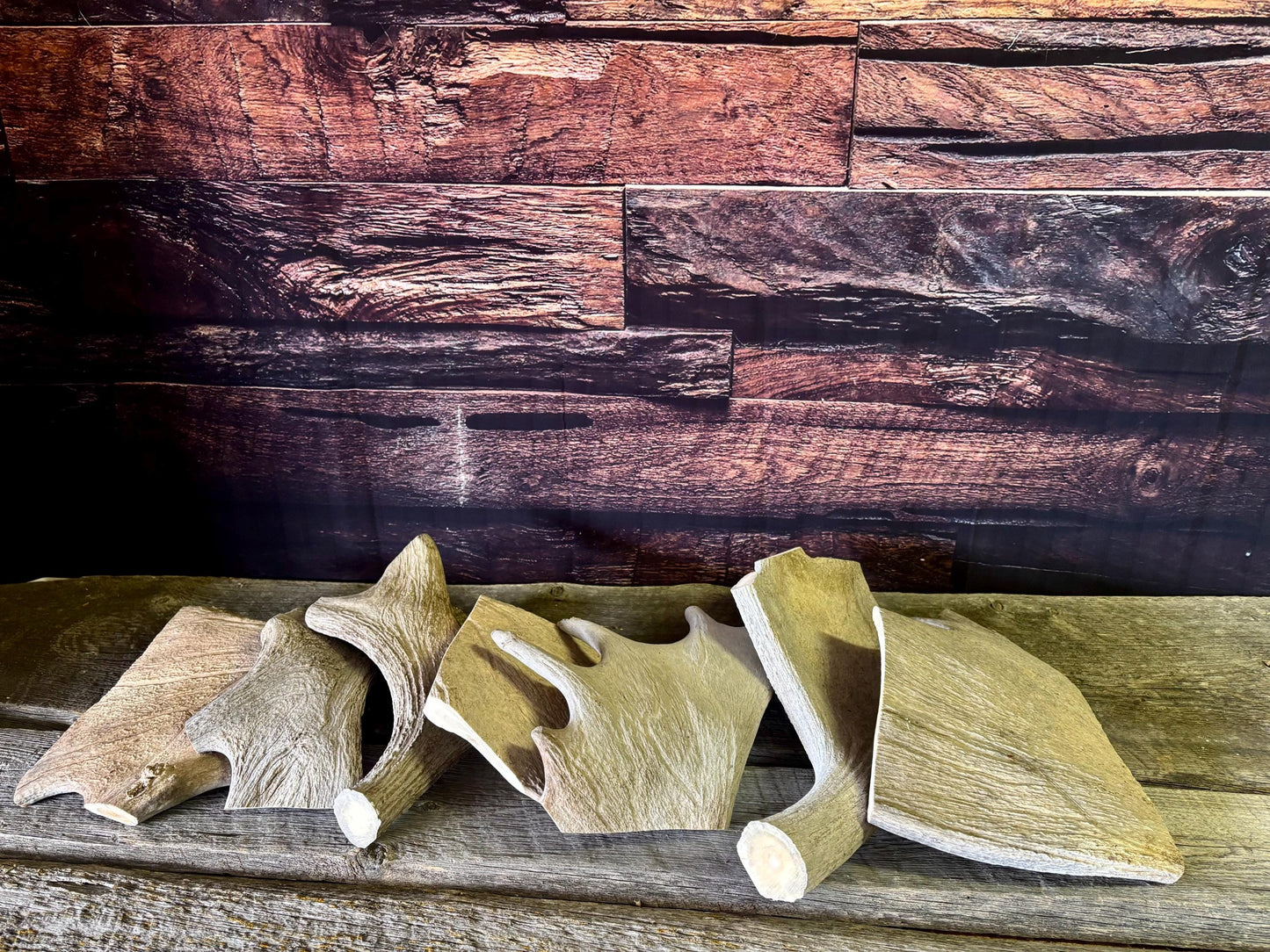 XXL Moose Antler dog treats - Grade B. 100% Sustainable, Naturally Shed.