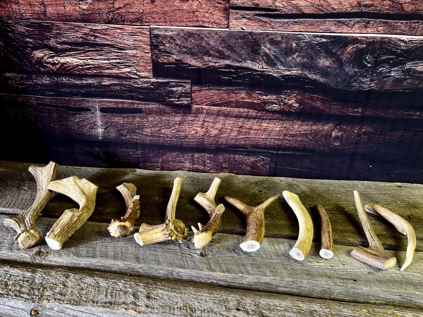 Standard Size Dog Chews! Wild Deer/Elk antler chews. Naturally Sourced.