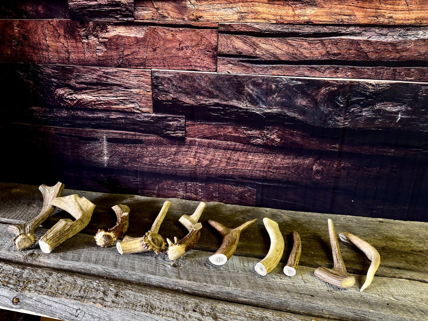 Standard Size Dog Chews! Wild Deer/Elk antler chews. Naturally Sourced.