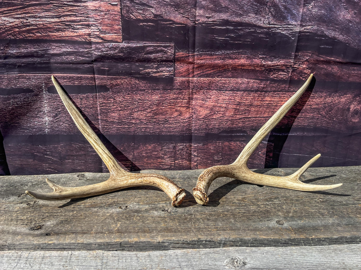 Antlers. Small Matching Mule Deer Matched Set! Naturally Shed - Ethically Sourced Antlers for Decor, Crafting, Pets and More