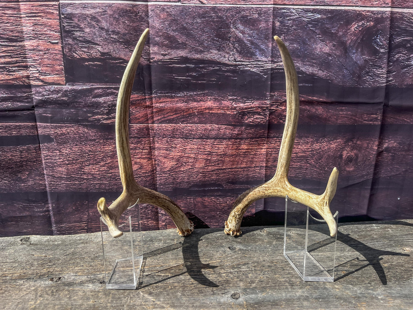 Antlers. Small Matching Mule Deer Matched Set! Naturally Shed - Ethically Sourced Antlers for Decor, Crafting, Pets and More