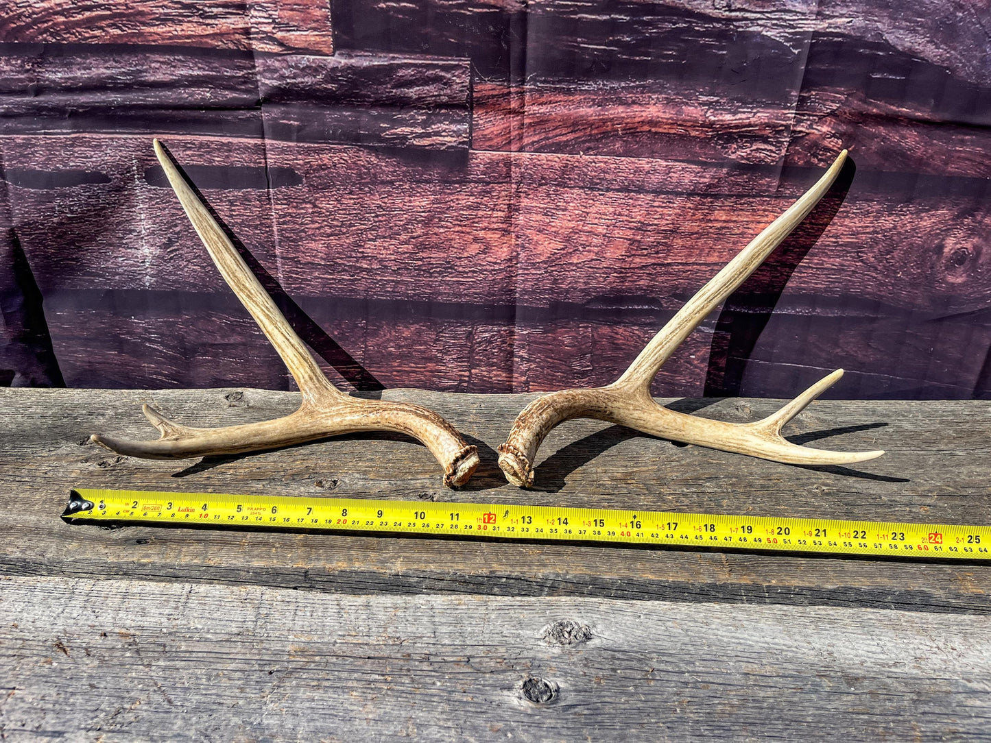 Antlers. Small Matching Mule Deer Matched Set! Naturally Shed - Ethically Sourced Antlers for Decor, Crafting, Pets and More