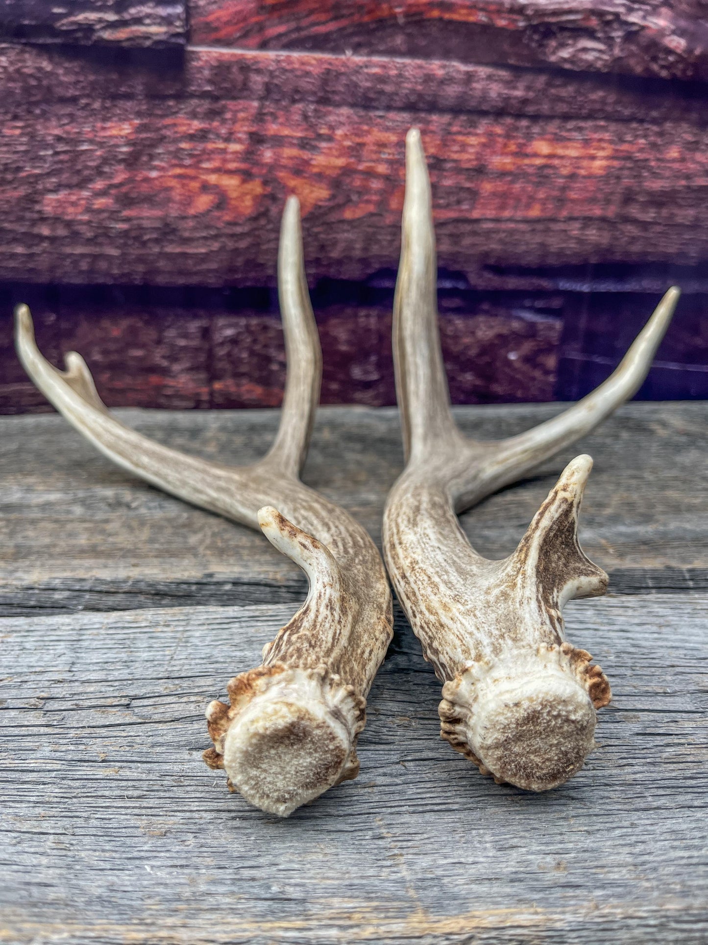 Small Matching Mule Deer Antler Set! Naturally Shed - Ethically Sourced Antlers for Decor, Crafting, Pets and More
