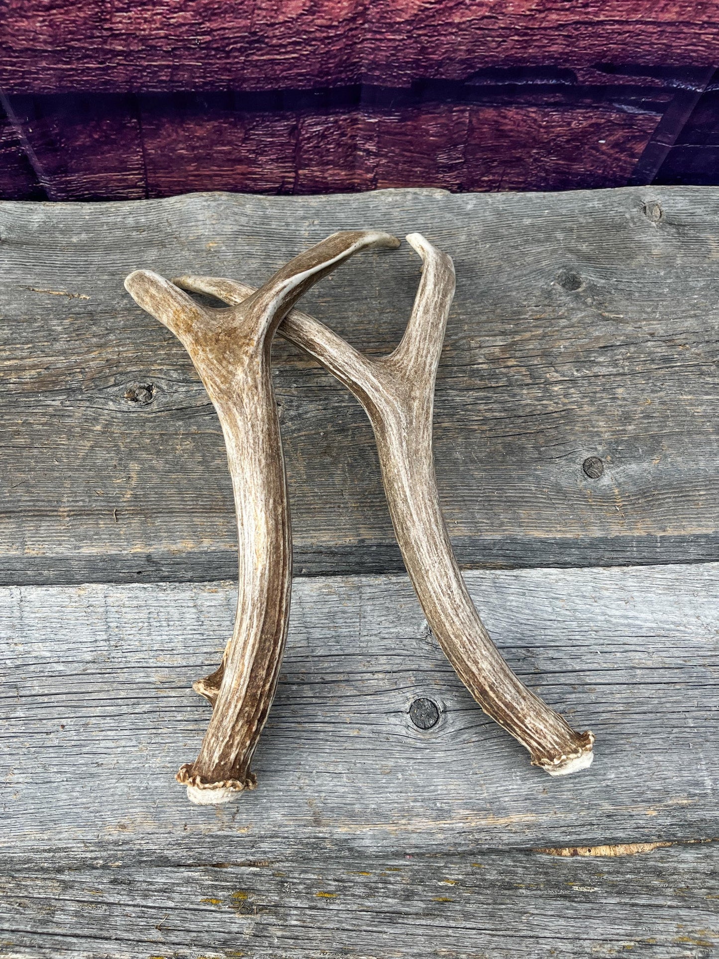 Small Matching Mule Deer Antler Set! Naturally Shed - Ethically Sourced Antlers for Decor, Crafting, Pets and More