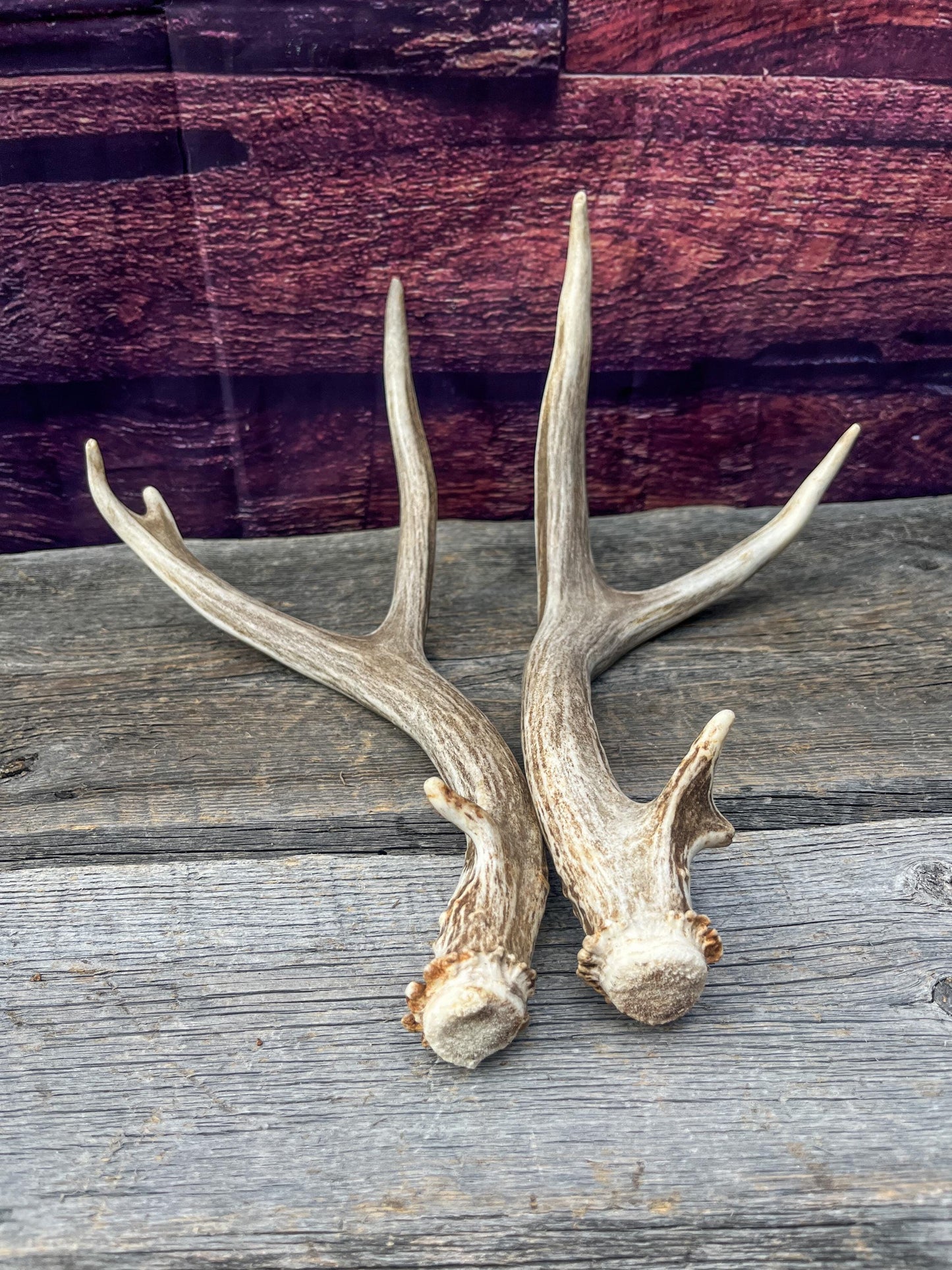 Small Matching Mule Deer Antler Set! Naturally Shed - Ethically Sourced Antlers for Decor, Crafting, Pets and More